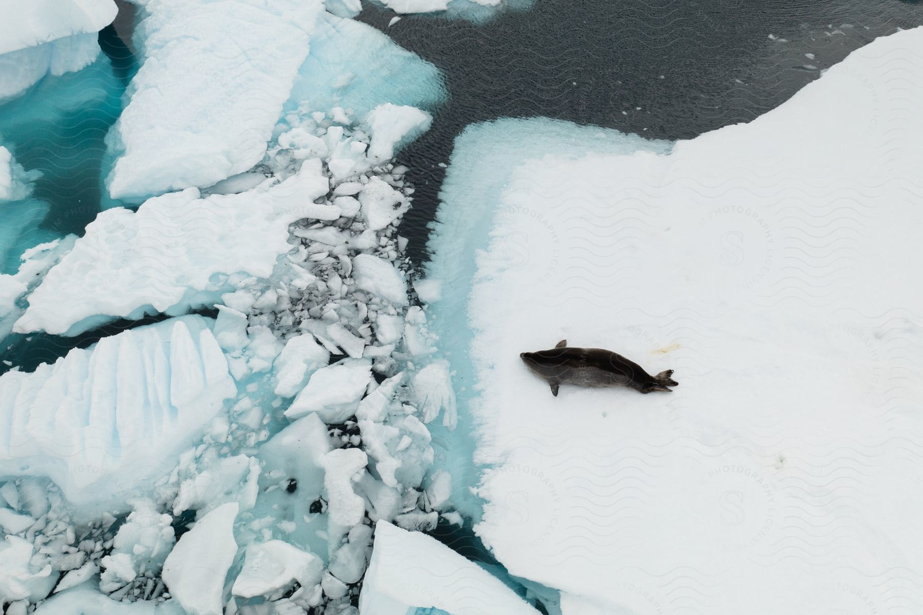 A dolphin on an ice cap breaking apart