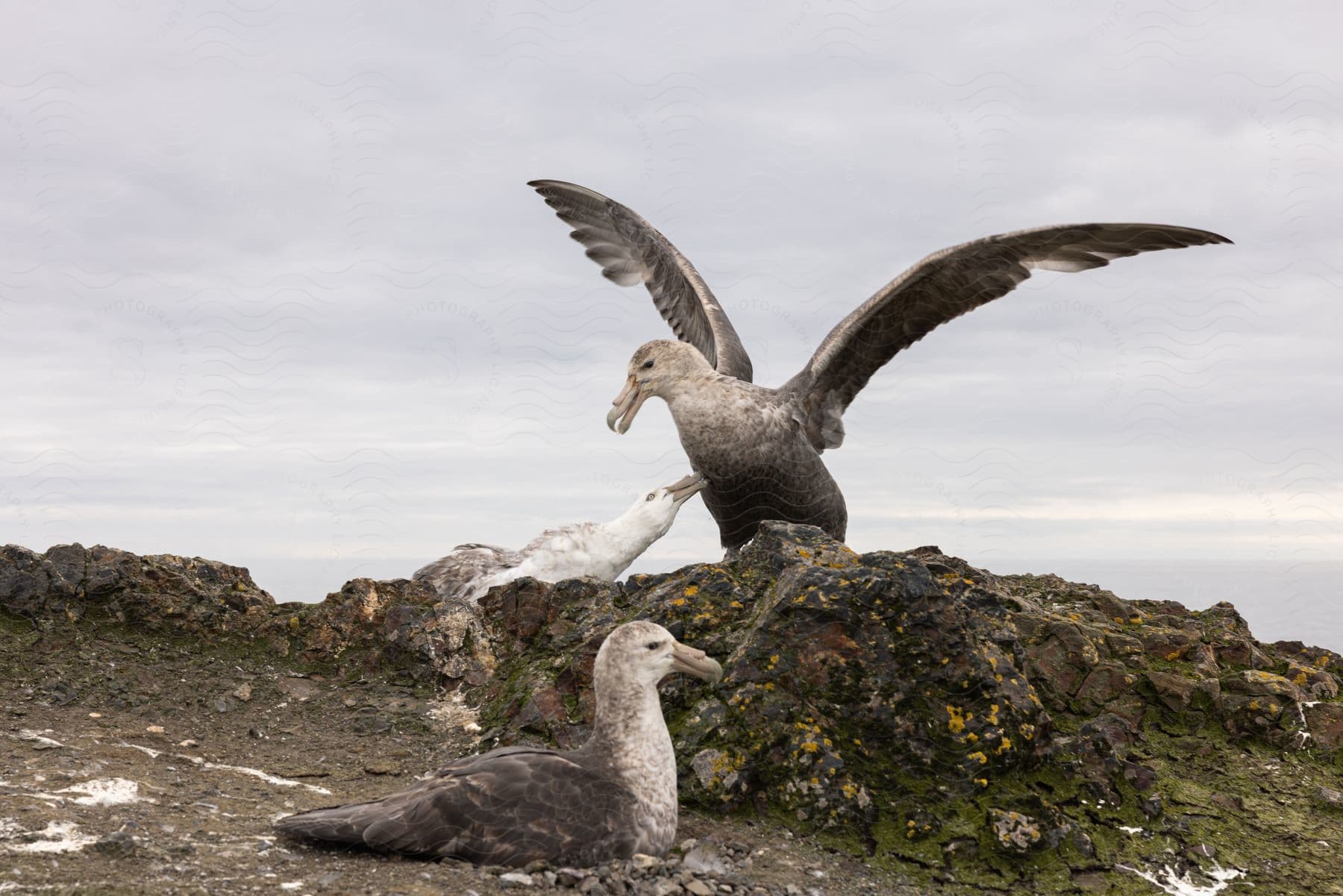 Three birds on the coast one standing with wings outstretched over another one while the third lays in the gravel