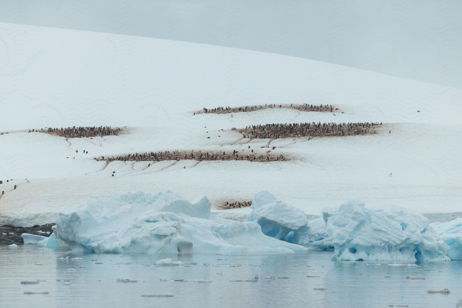 A frozen coastline with snow icebergs and birds nesting on the shore