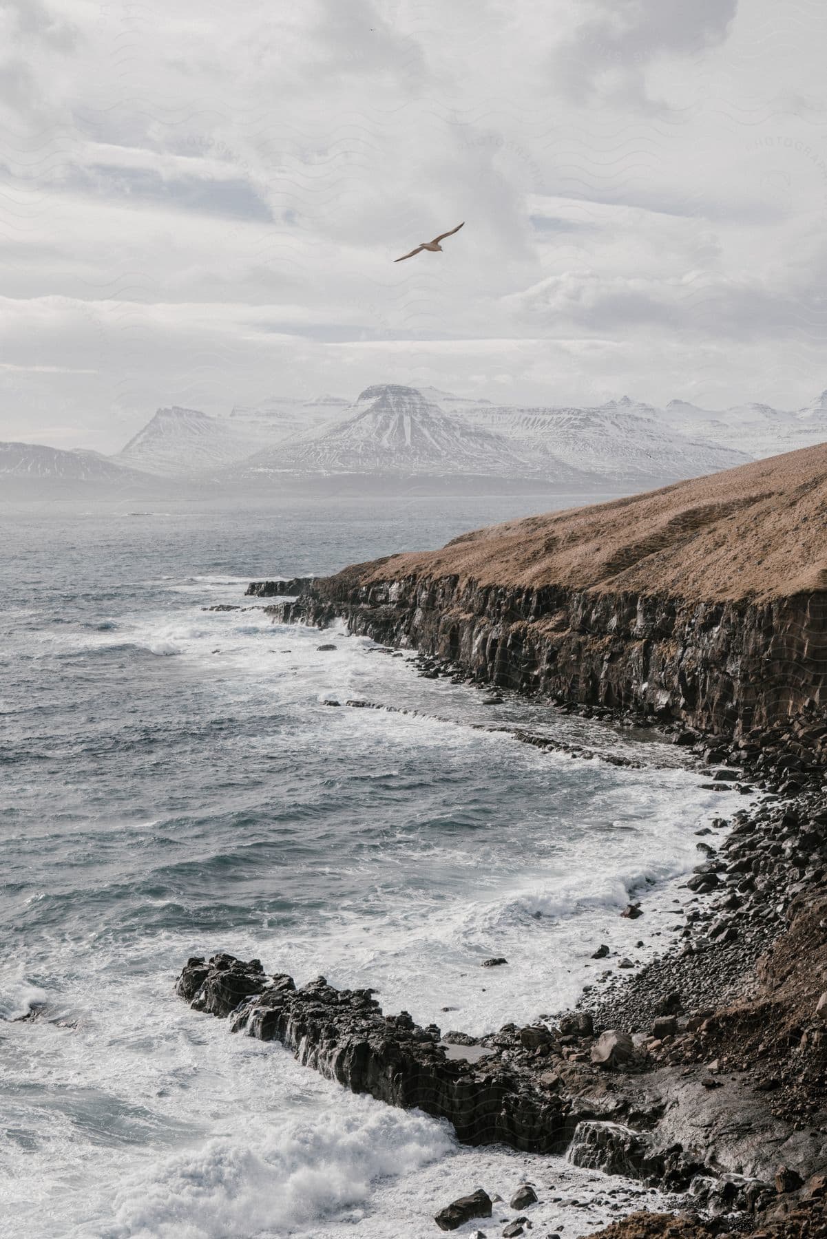 A seagull flies over a rocky coastline with crashing waves and a snowcapped mountain in the distance on a cloudy day