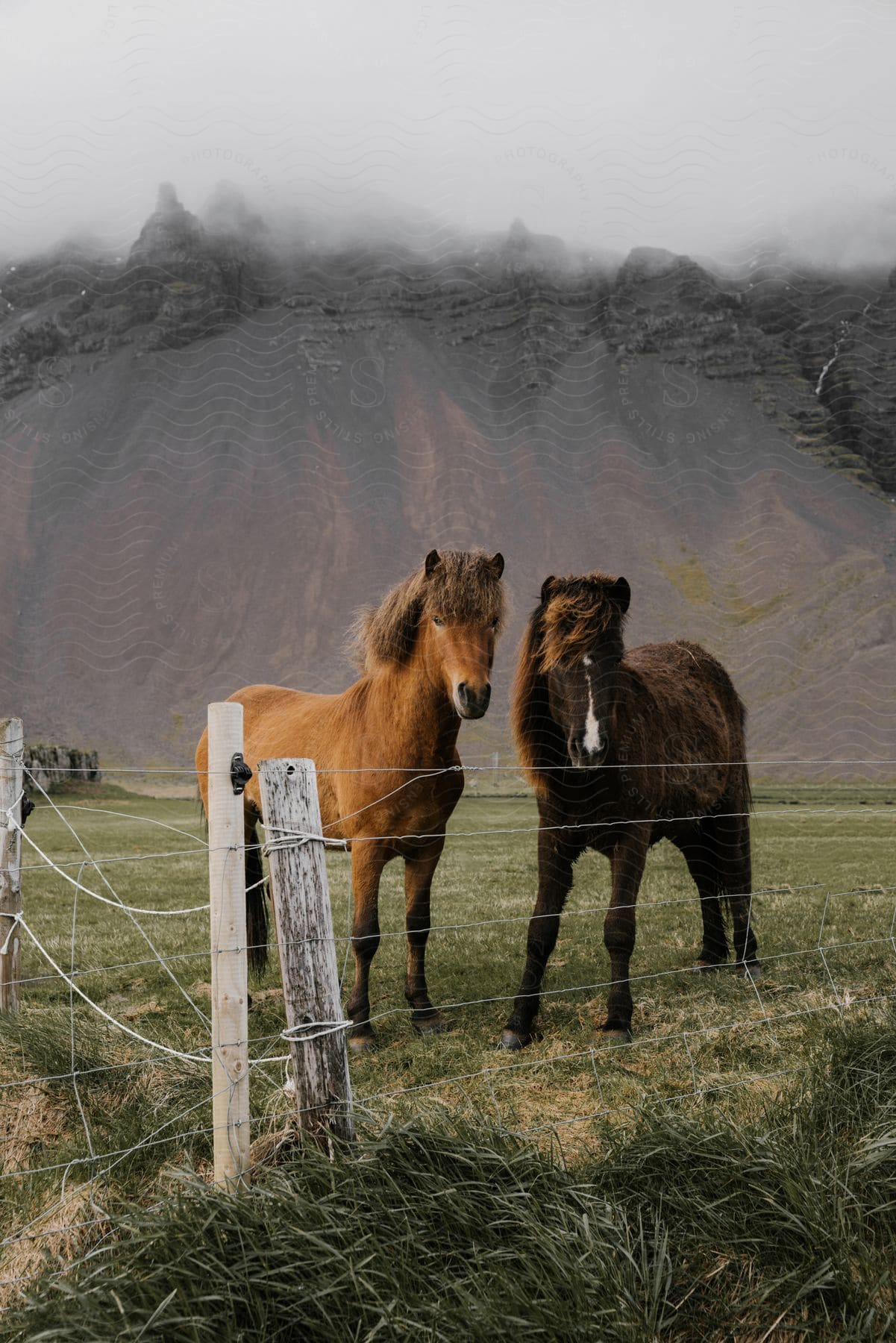 Stock photo of brown and dark icelandic horses on a green lawn with mountains in the background