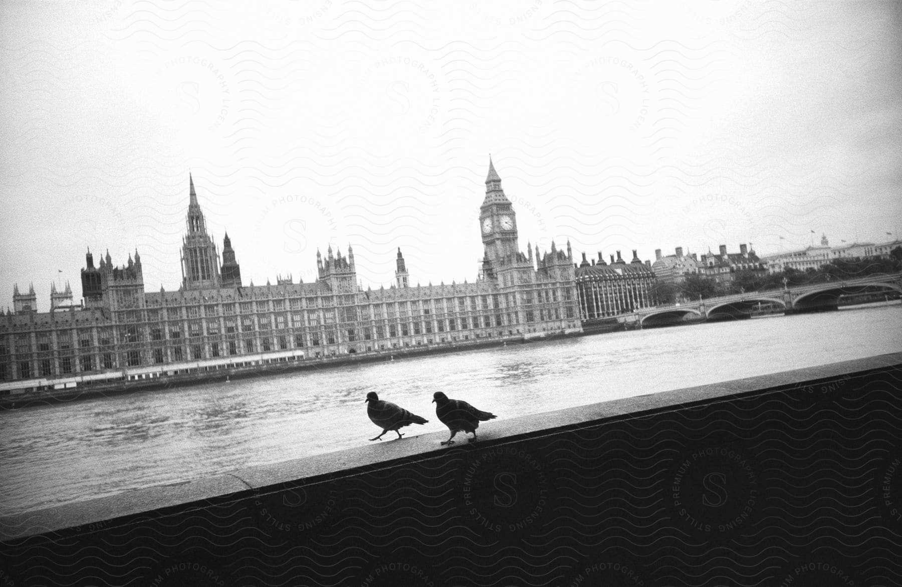 Two pigeons walking near the water across from the westminster