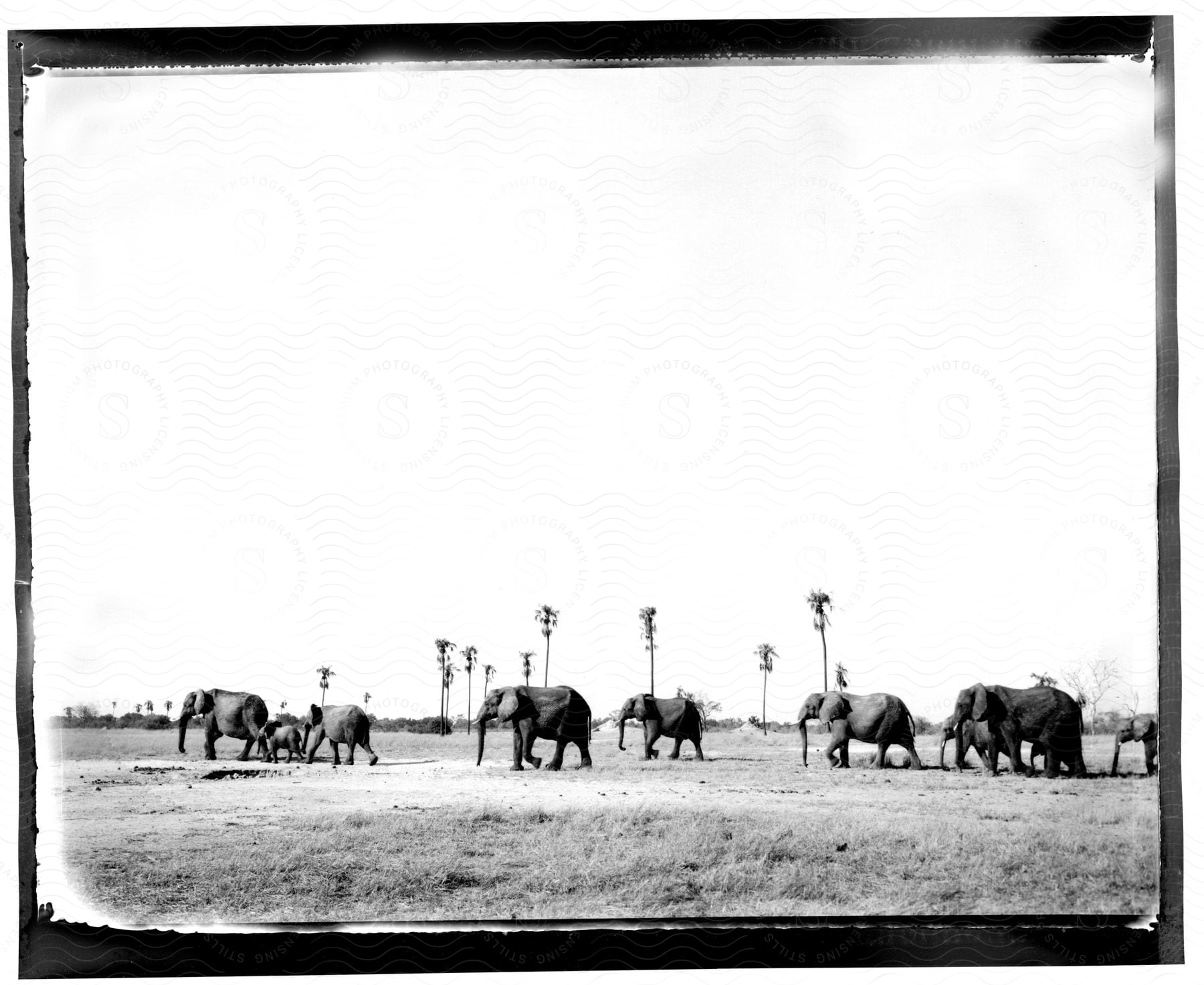 Stock photo of an old black and white photo of elephants in a desert