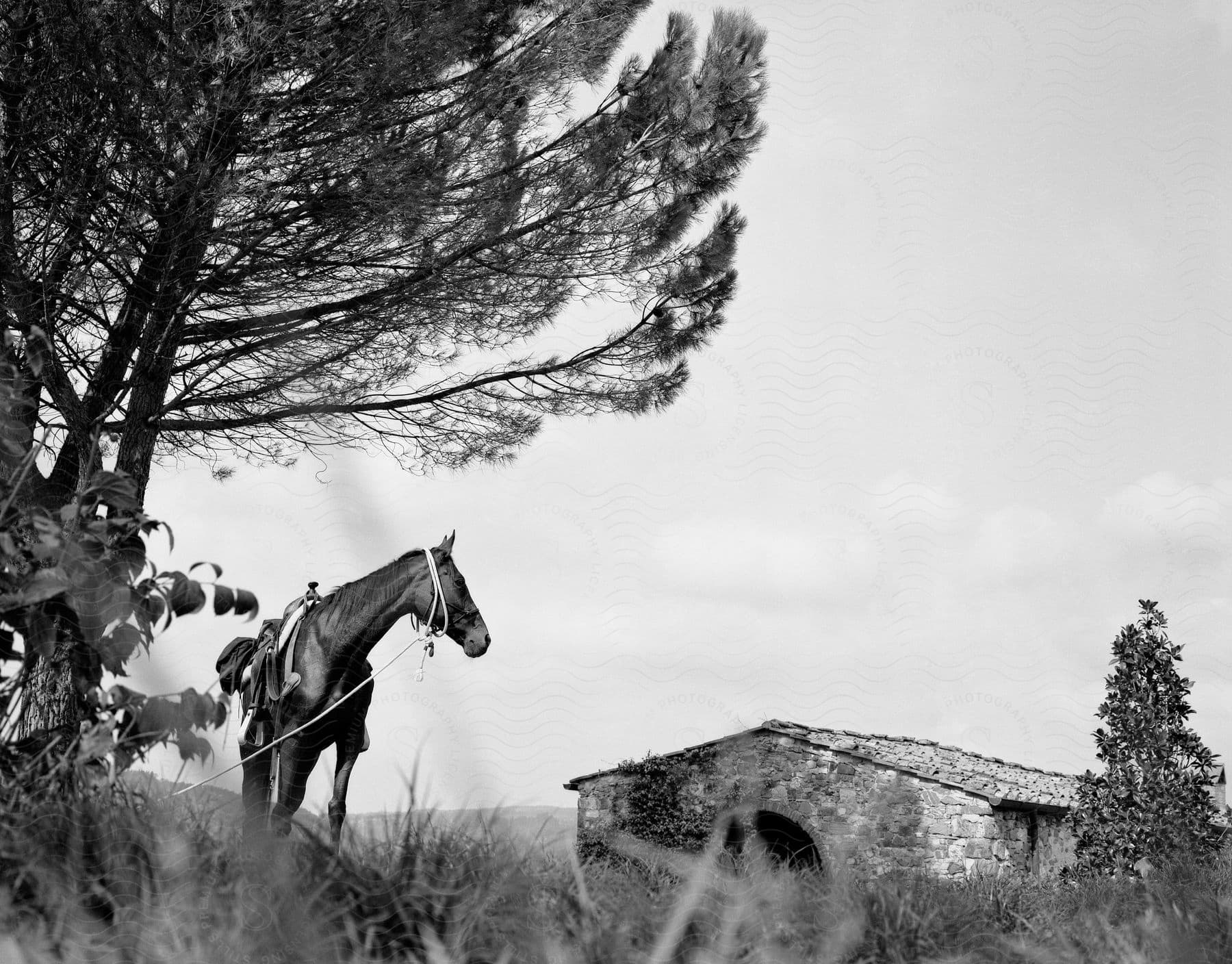 Horse tied to a tree near a building in the countryside