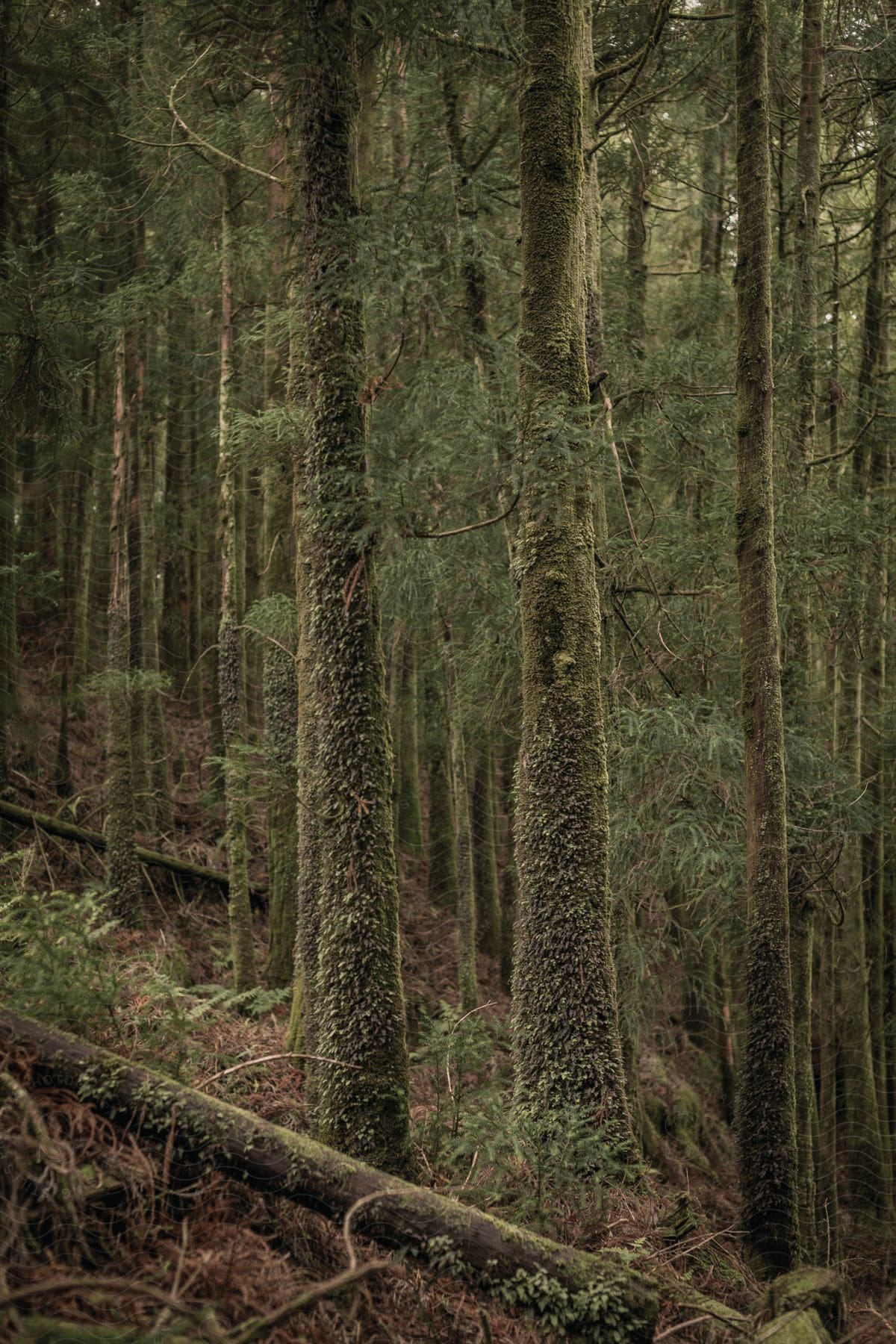 A dense forest with closely spaced trees and some fallen trees