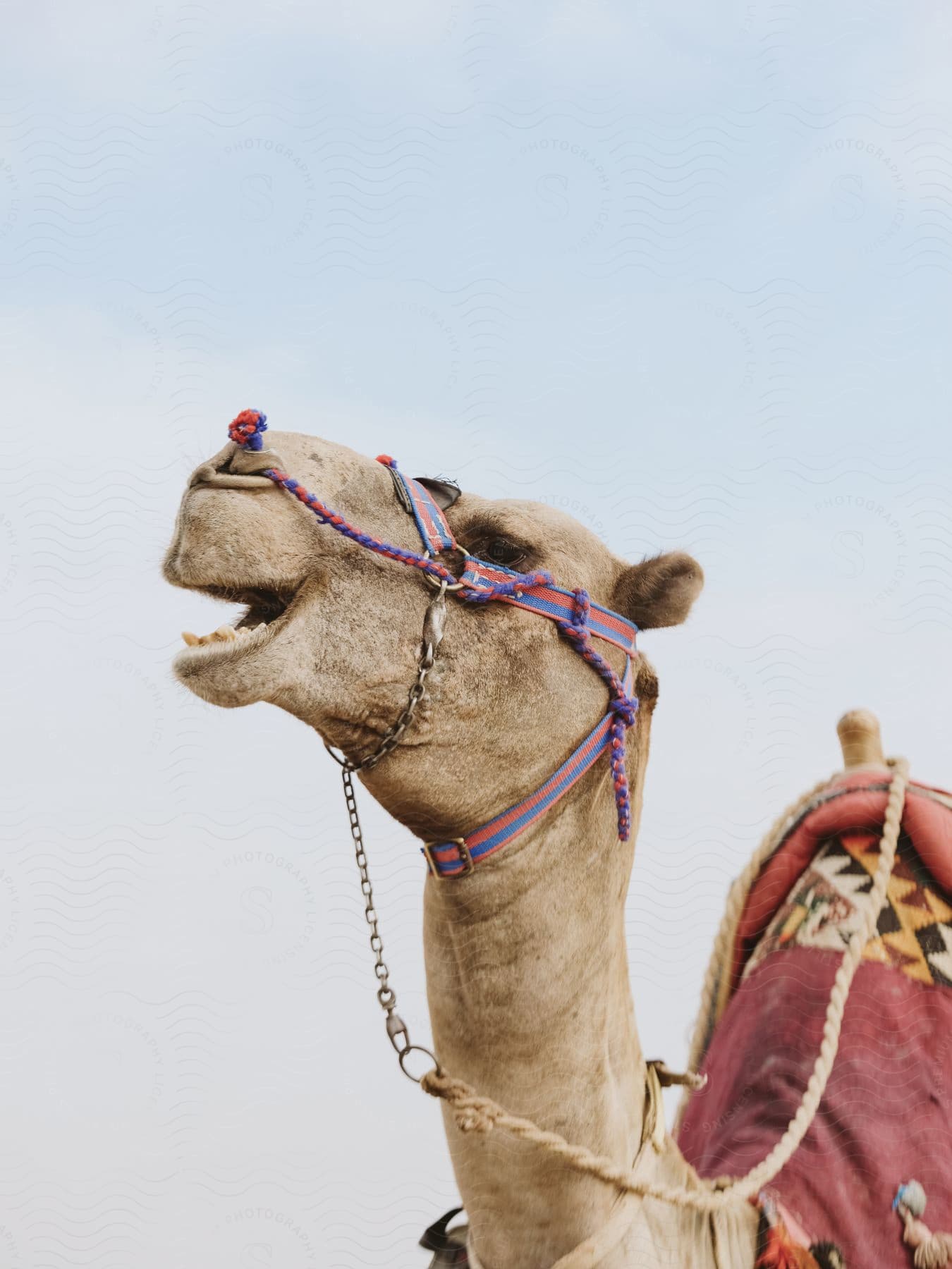 A camel wearing colorful clothing and accessories from its head to hump