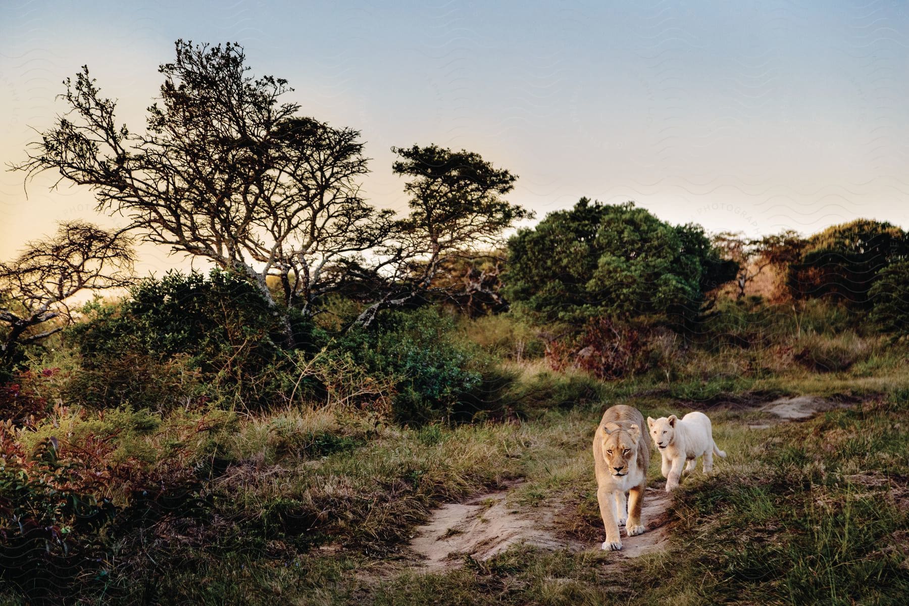 A lioness and her cub walk through the savanna near some trees