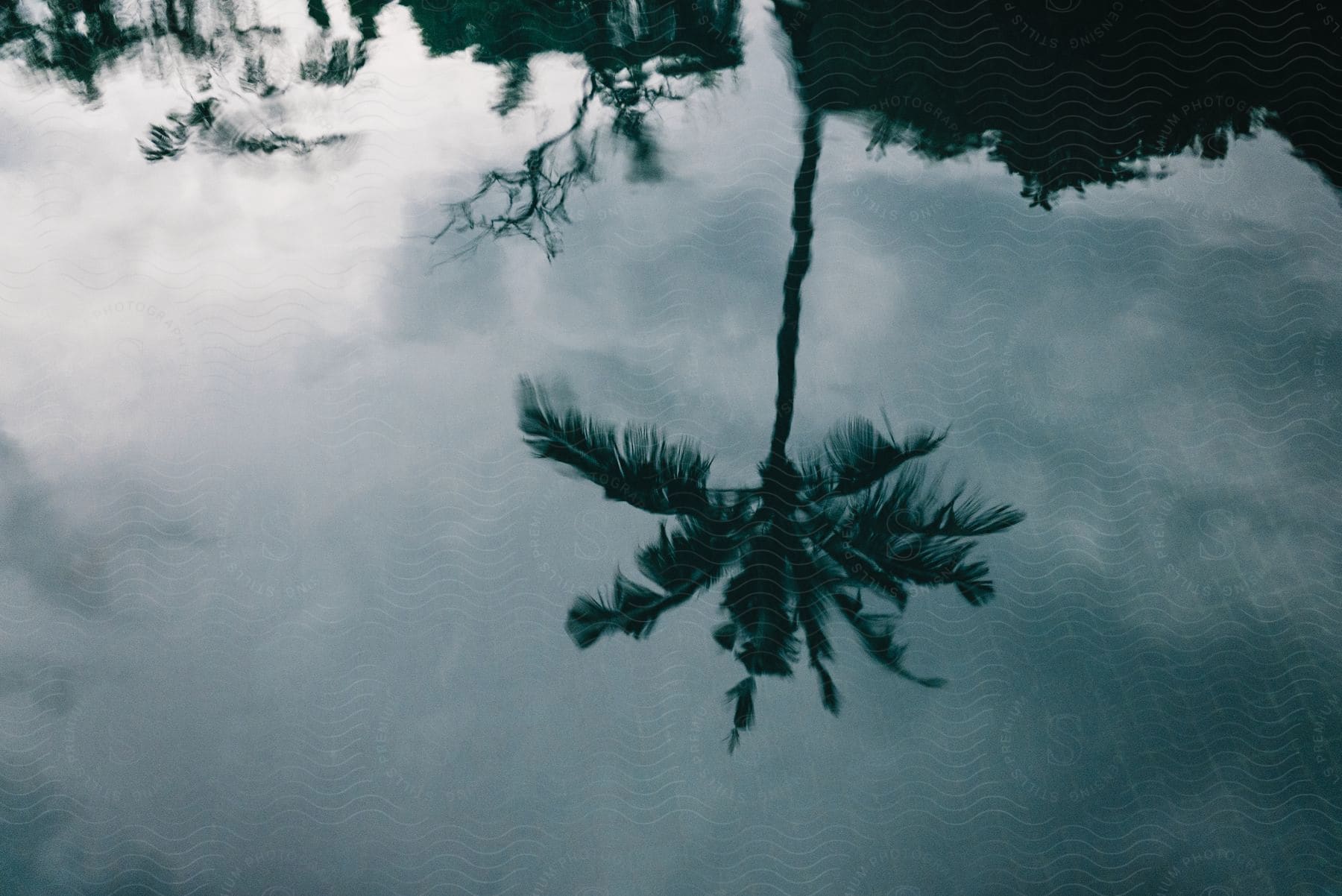 A palm trees reflection is seen on the surface of a pool mirroring the swaying fronds above