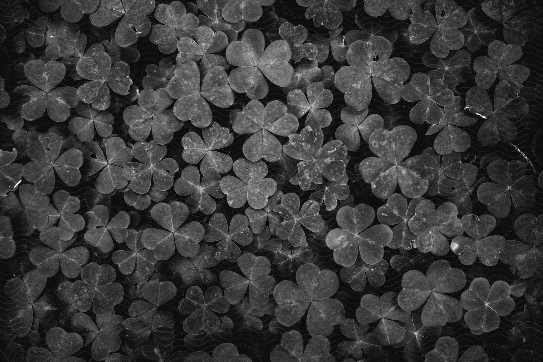 Glossy black fourleaf clovers in a digital art piece