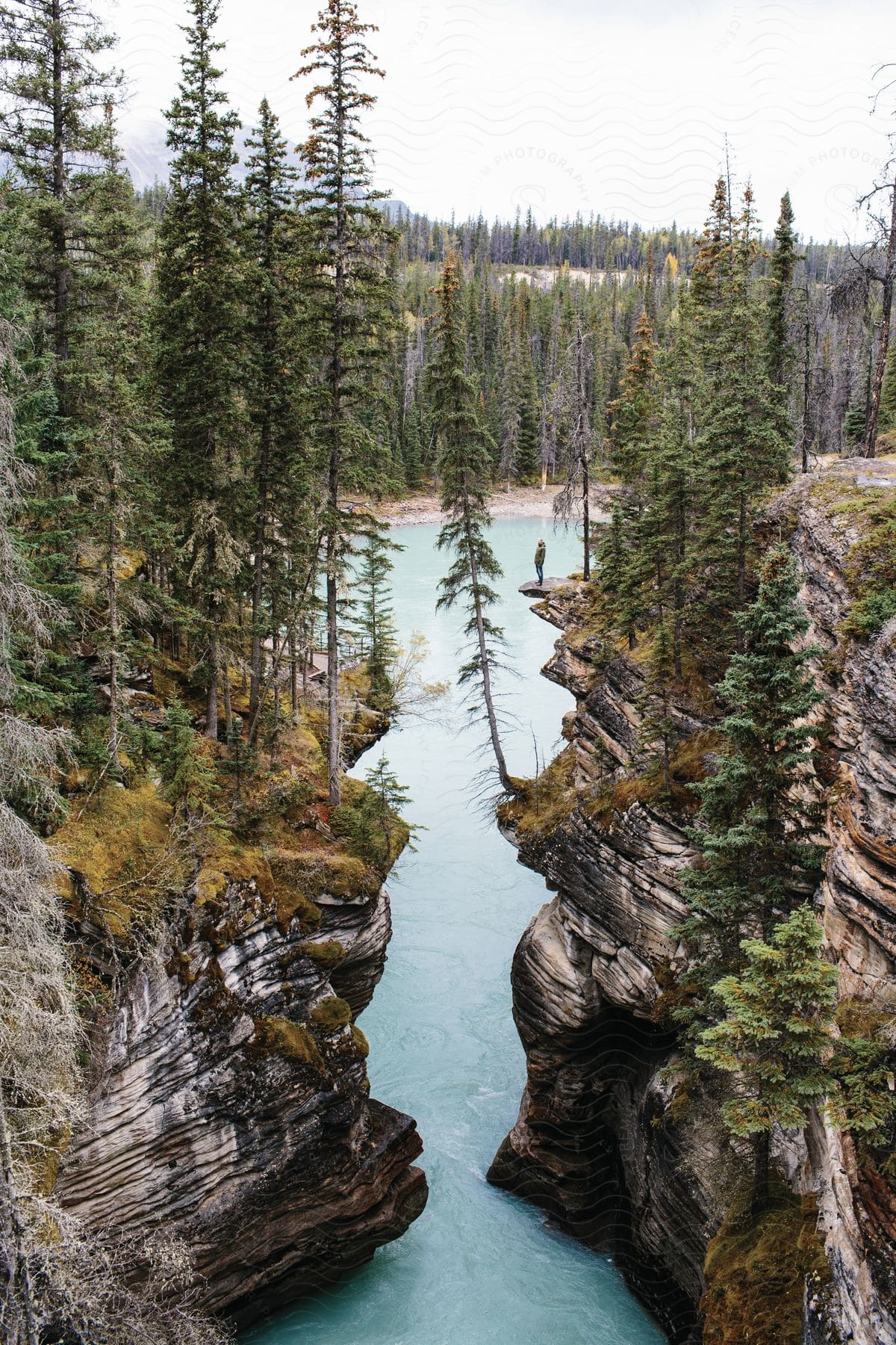 River runs through mountain canyon with trees and vegetation on cliffs and forest along coast