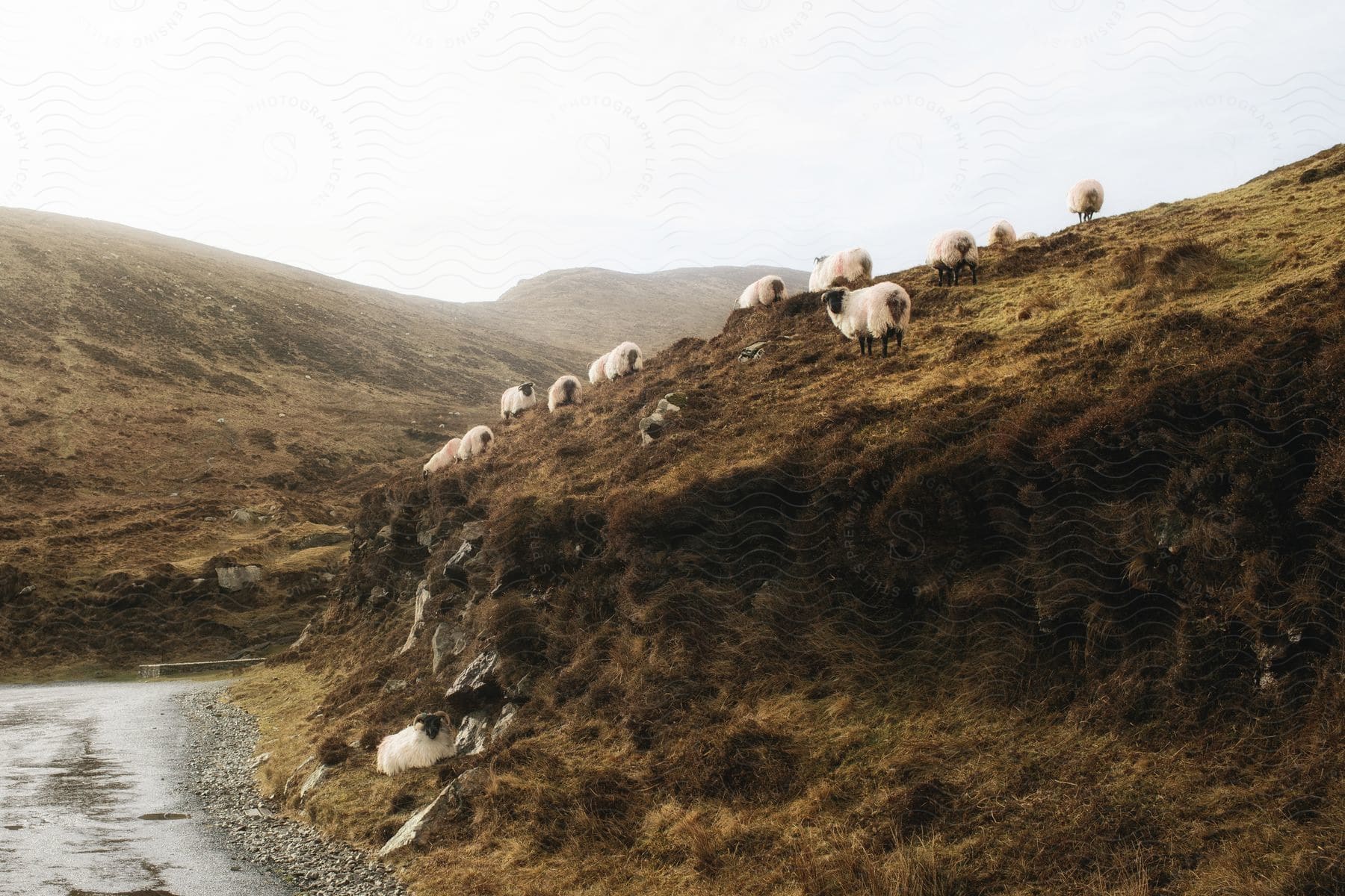 Sheep leaping down from a cliff near a serene lake