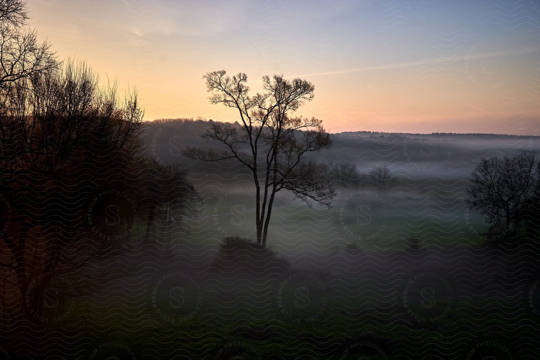 A foggy landscape with trees and a creek