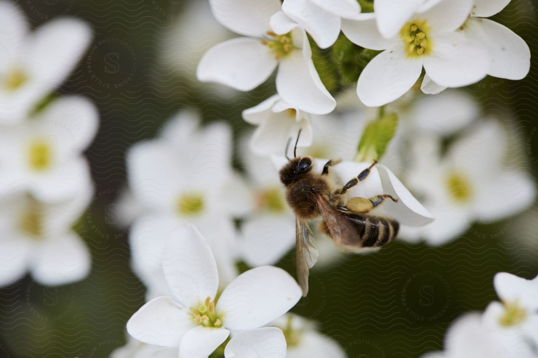 A bee pollinating a flower