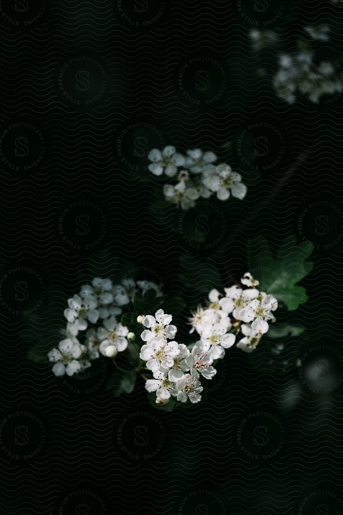 Stock photo of closeup of white flowers