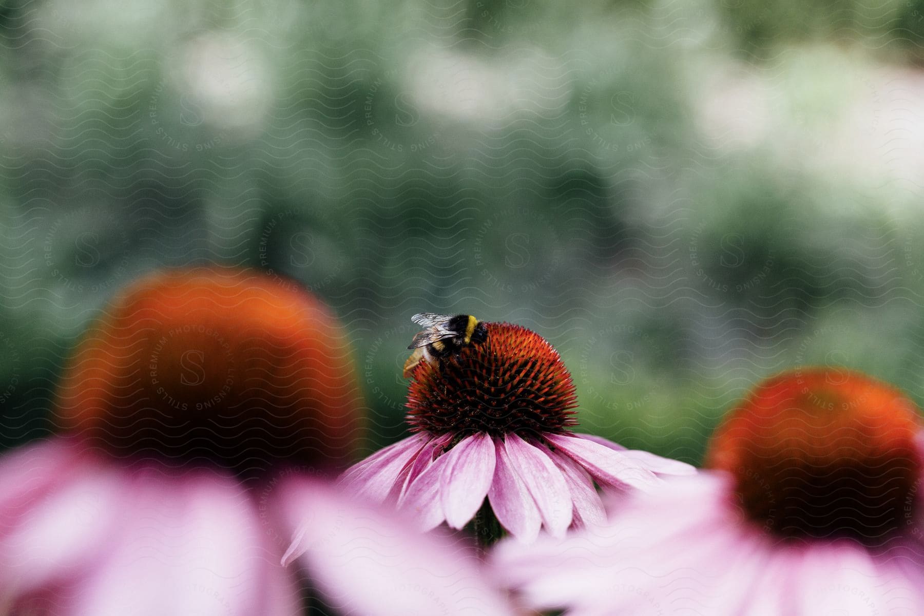 A bee on a bright purple flower in a grassland