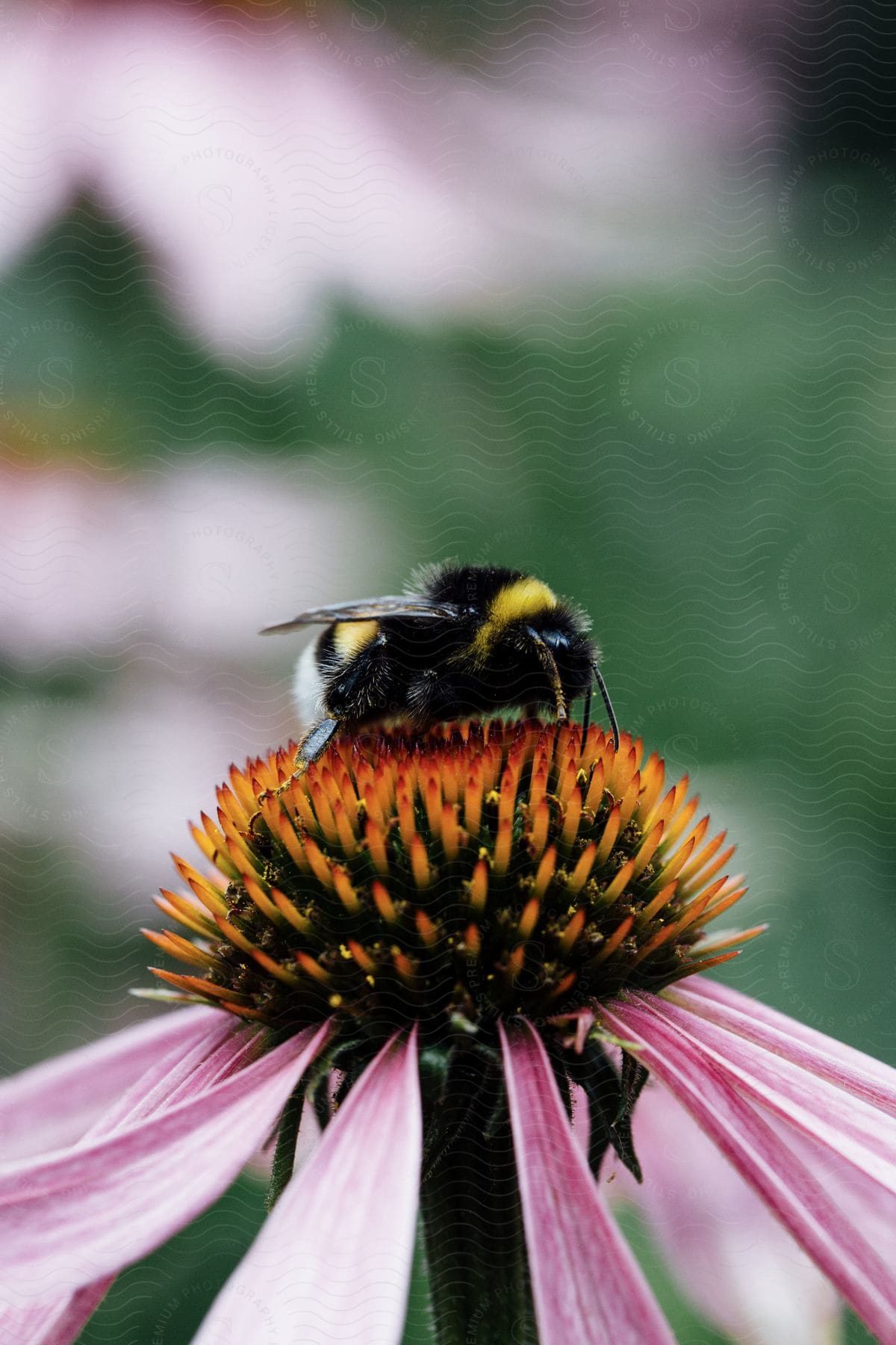 A bee is close up on a flower