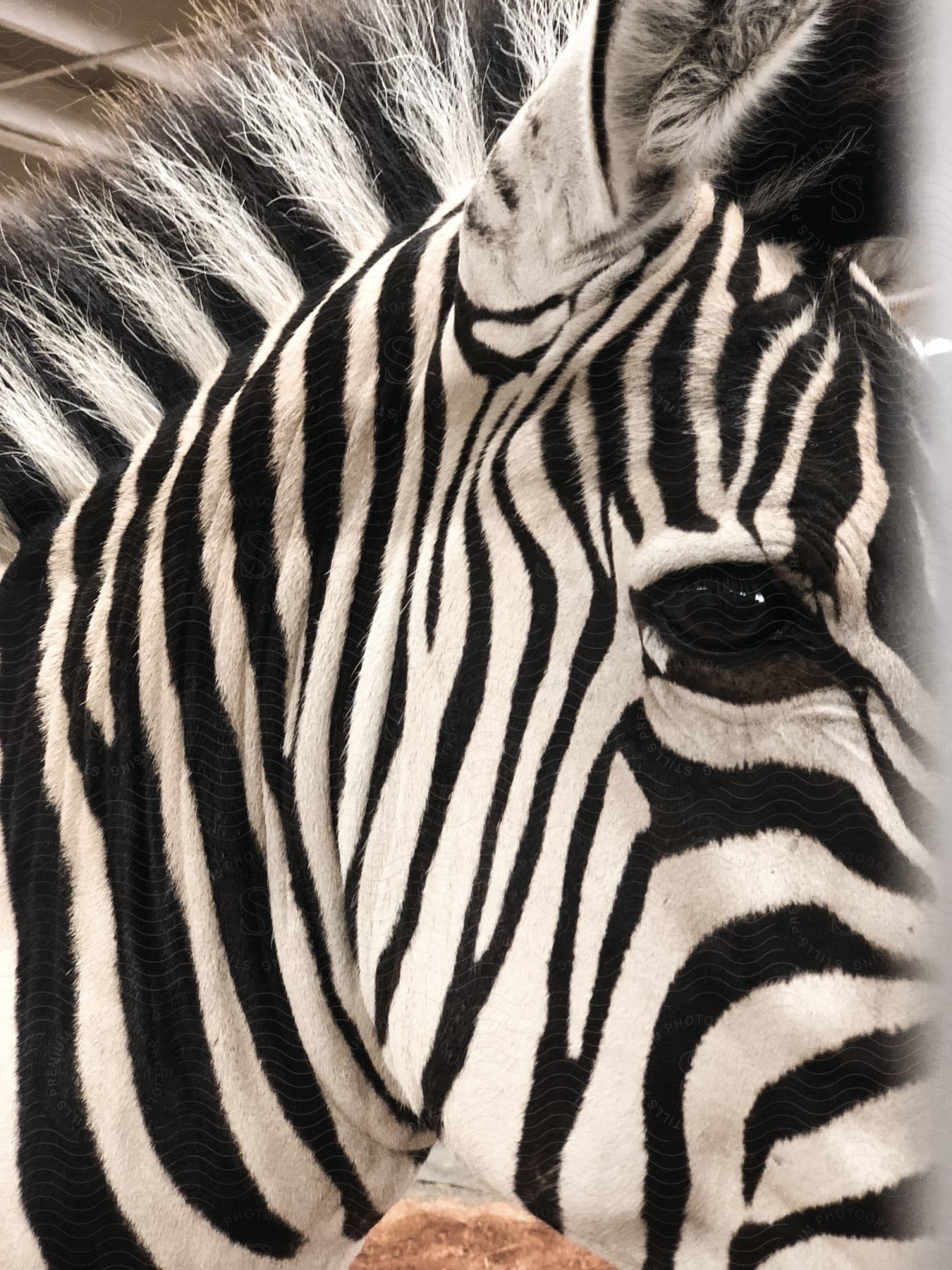 Close up of a zebras head looking straight at the camera