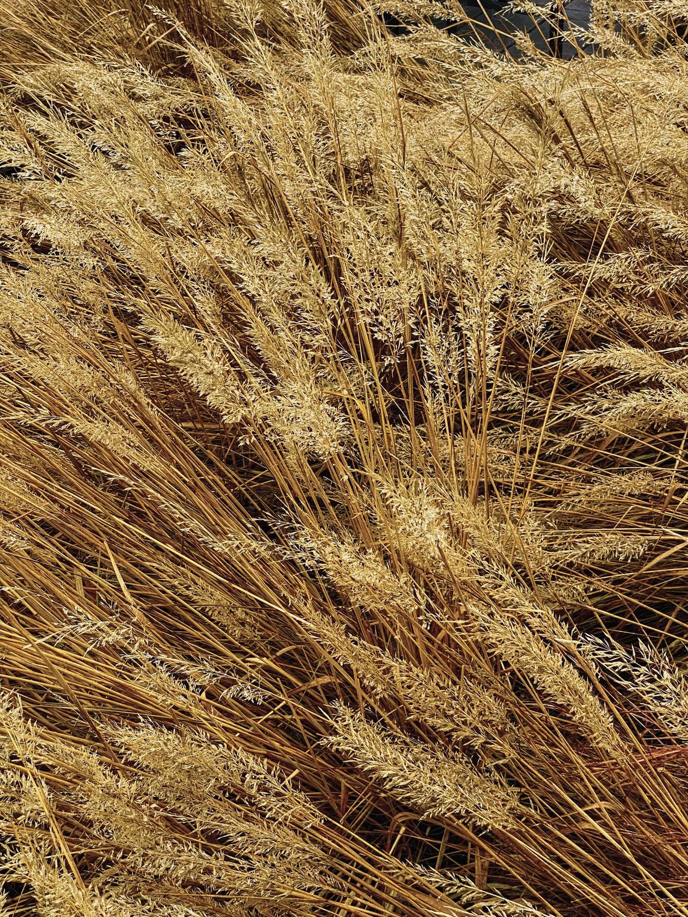 A brown tree surrounded by vegetation and wheat