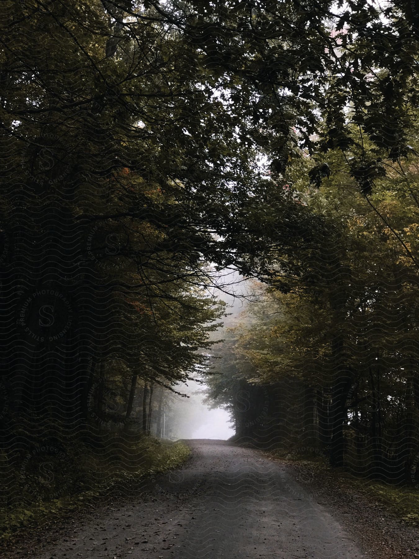 A cloudy landscape with a road surrounded by forest