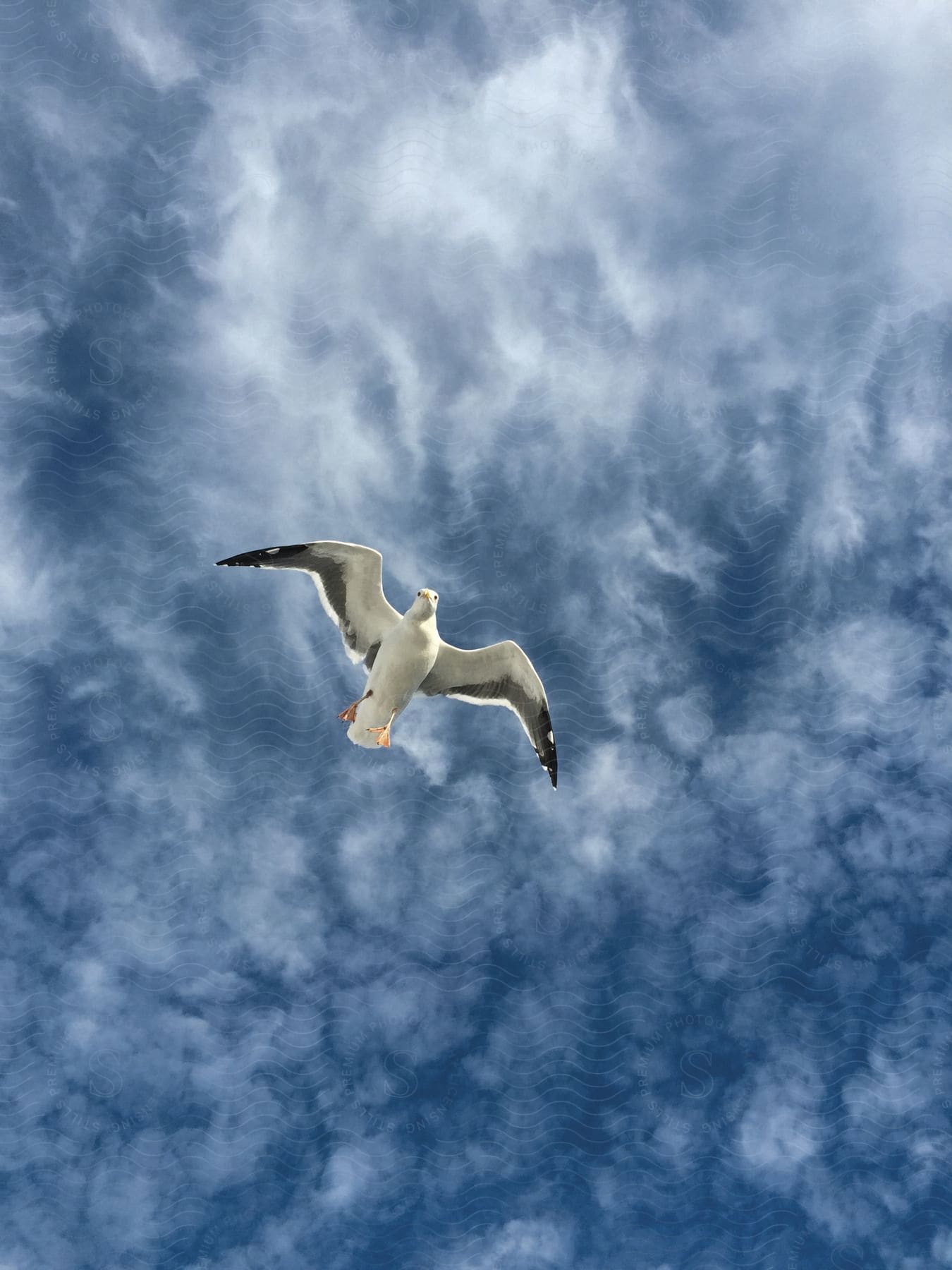 A seagull flying in the sky with clouds in the background