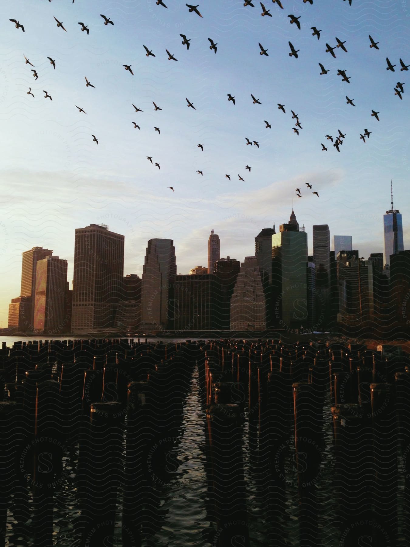 A city skyline with a body of water and birds flying in the sky