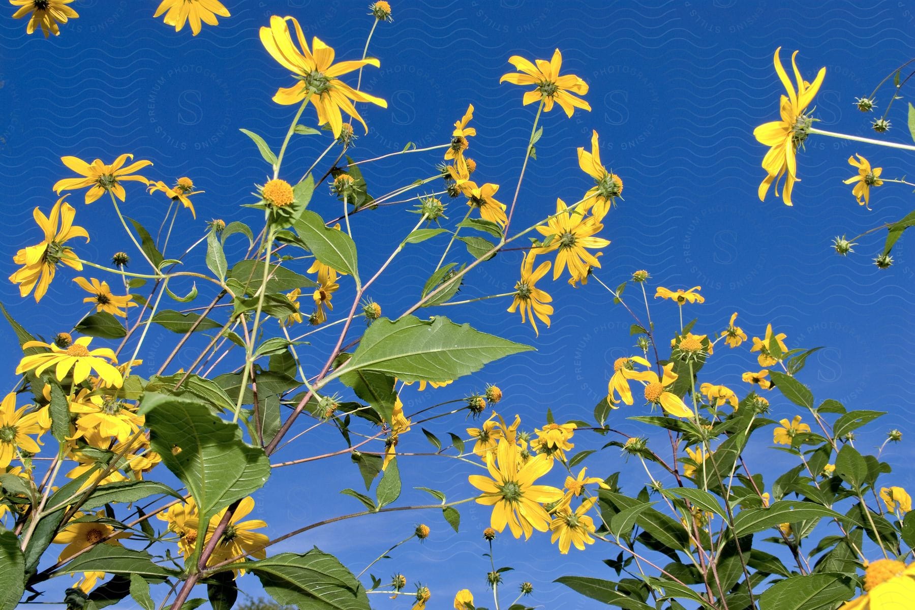 Closeup of yellow flowers in nature