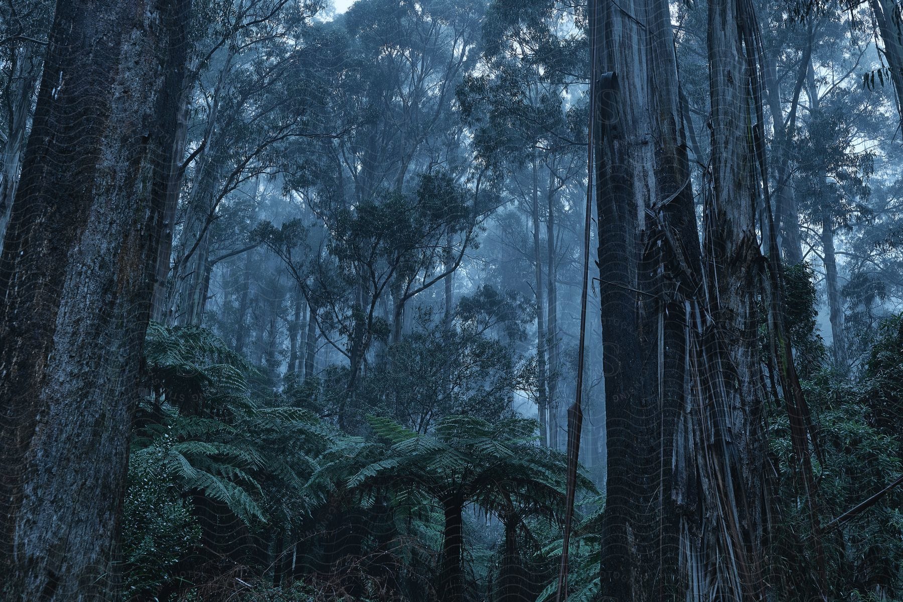 Tall trees in a foggy forest with plants and vegetation