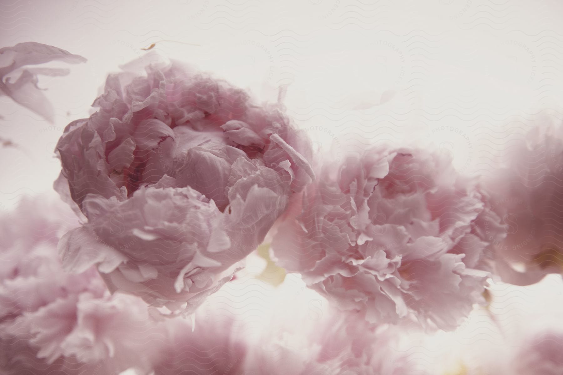 Artwork depicting blended pink painted chinese peony flowers on a light pink background