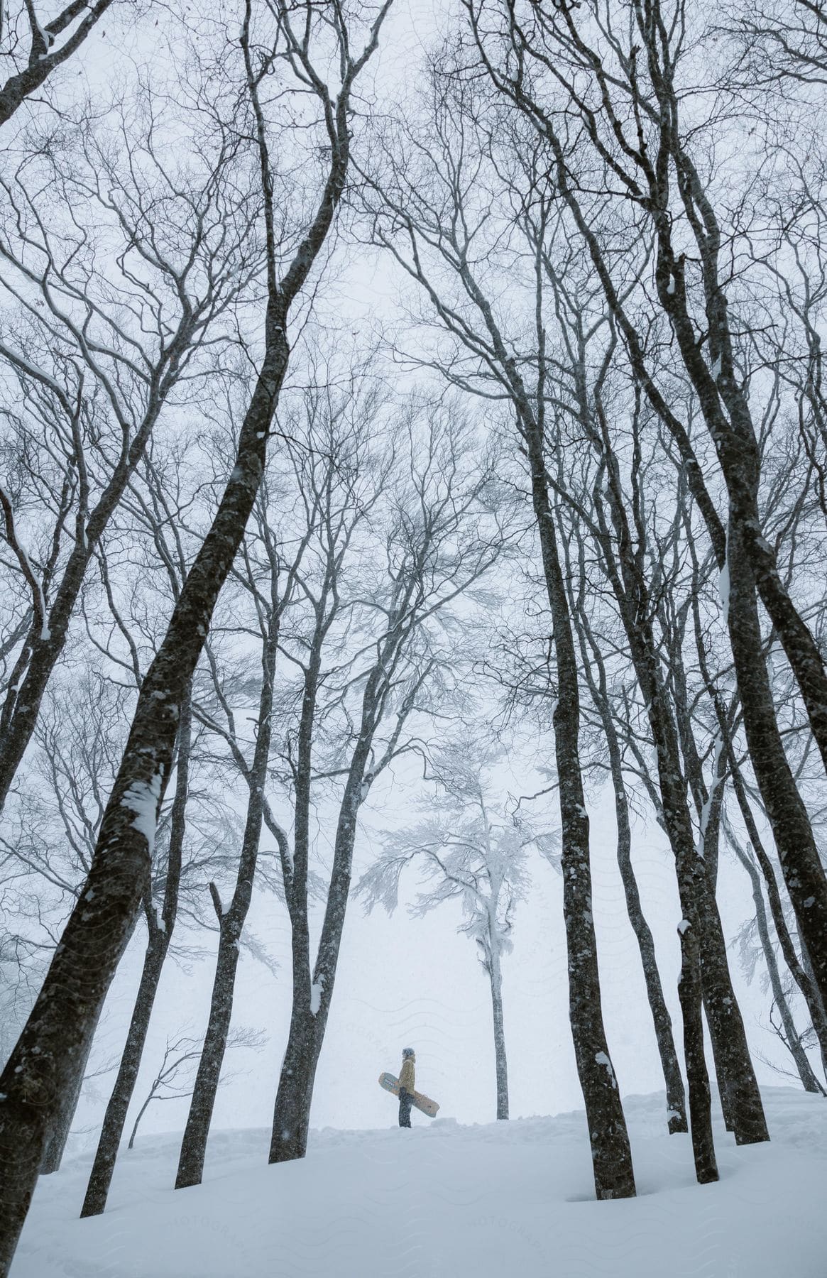 A man stands on a snowcovered hill lined with trees holding his snowboard