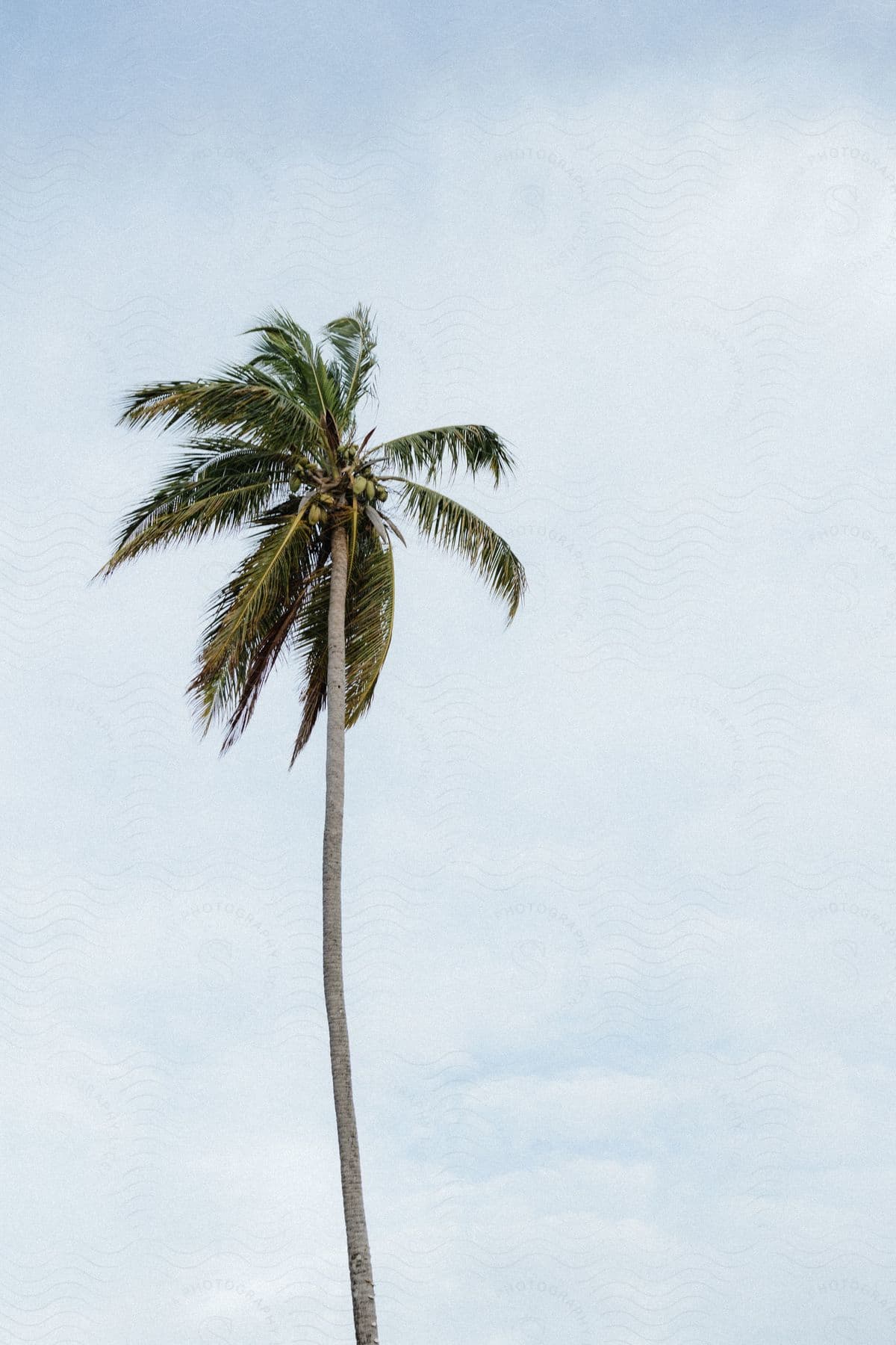 A tropical tree seen up close on a cloudy day