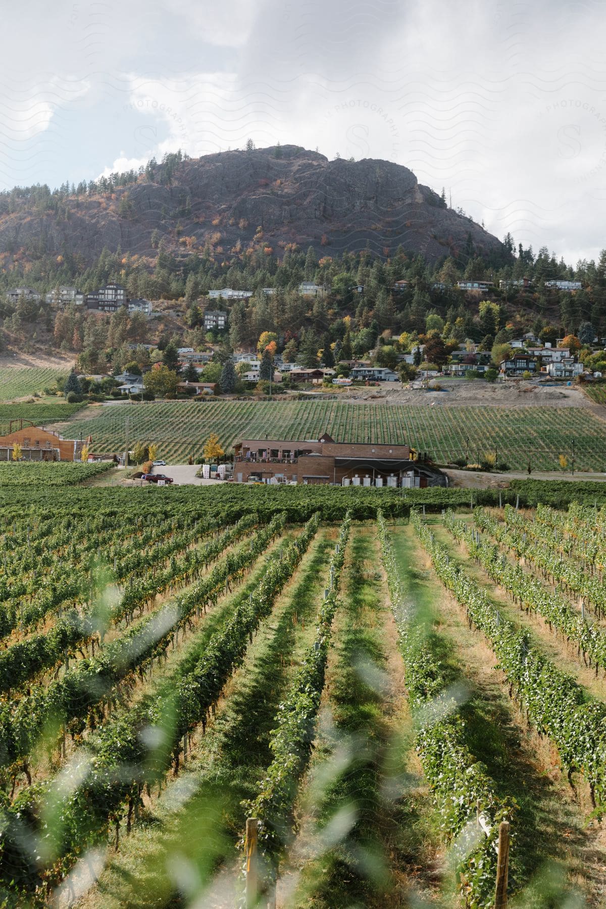 A serene countryside with a mountain backdrop and vineyard