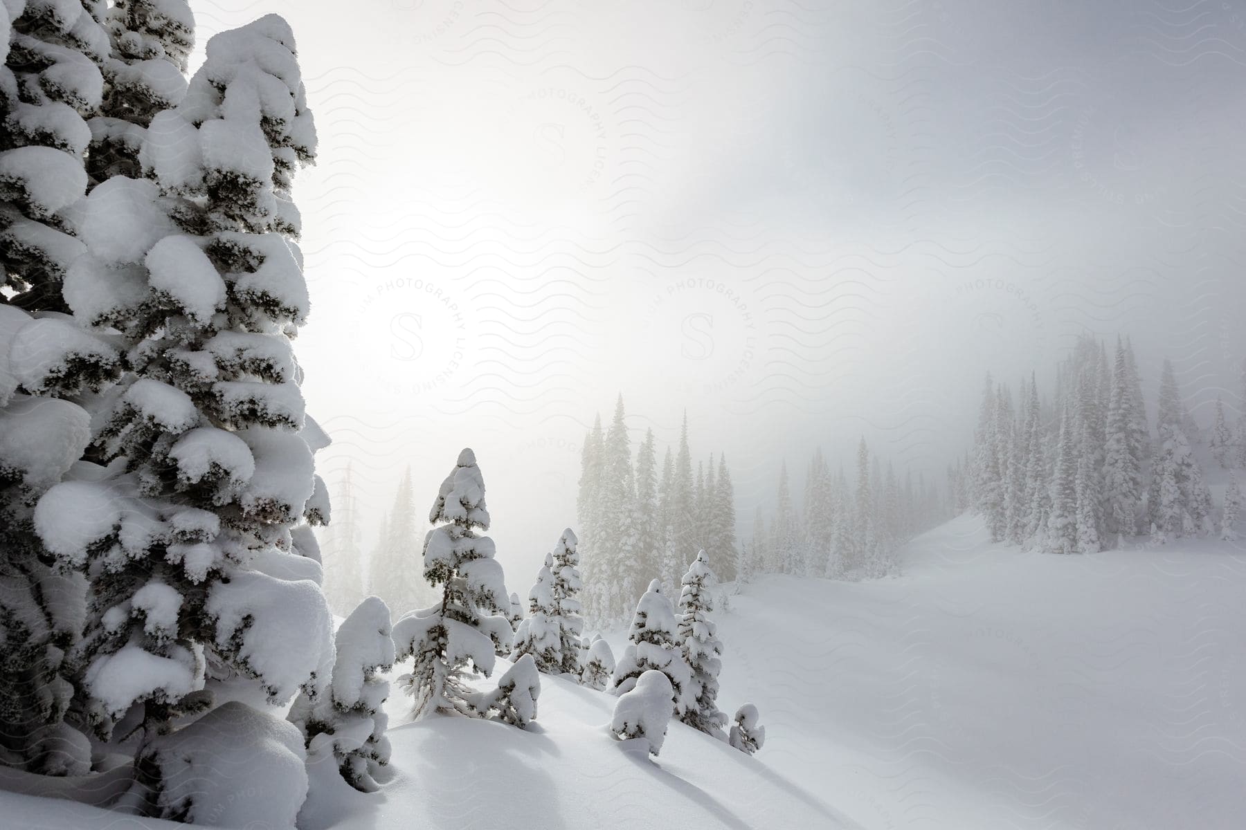 A freezing winter landscape in british columbia with snowy slopes trees and cloudy sky