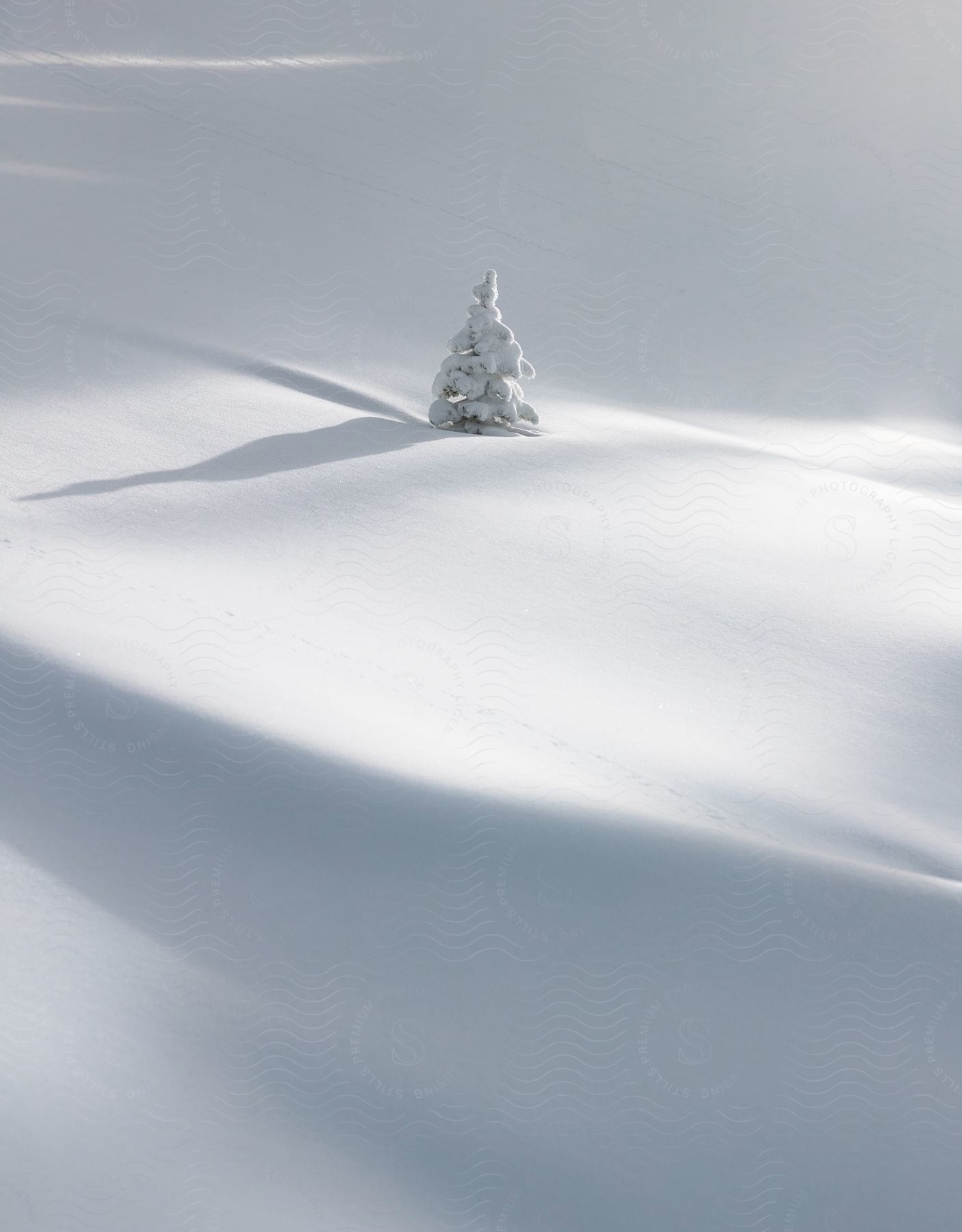A snowcovered tree in a snow drift with sunlight shining on it