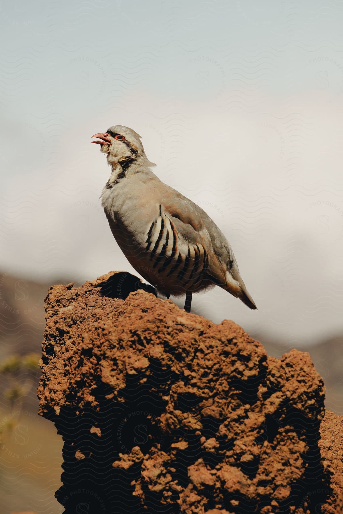 A bird with brown and ashcolored feathers standing on a brown rock with a vibrant red beak