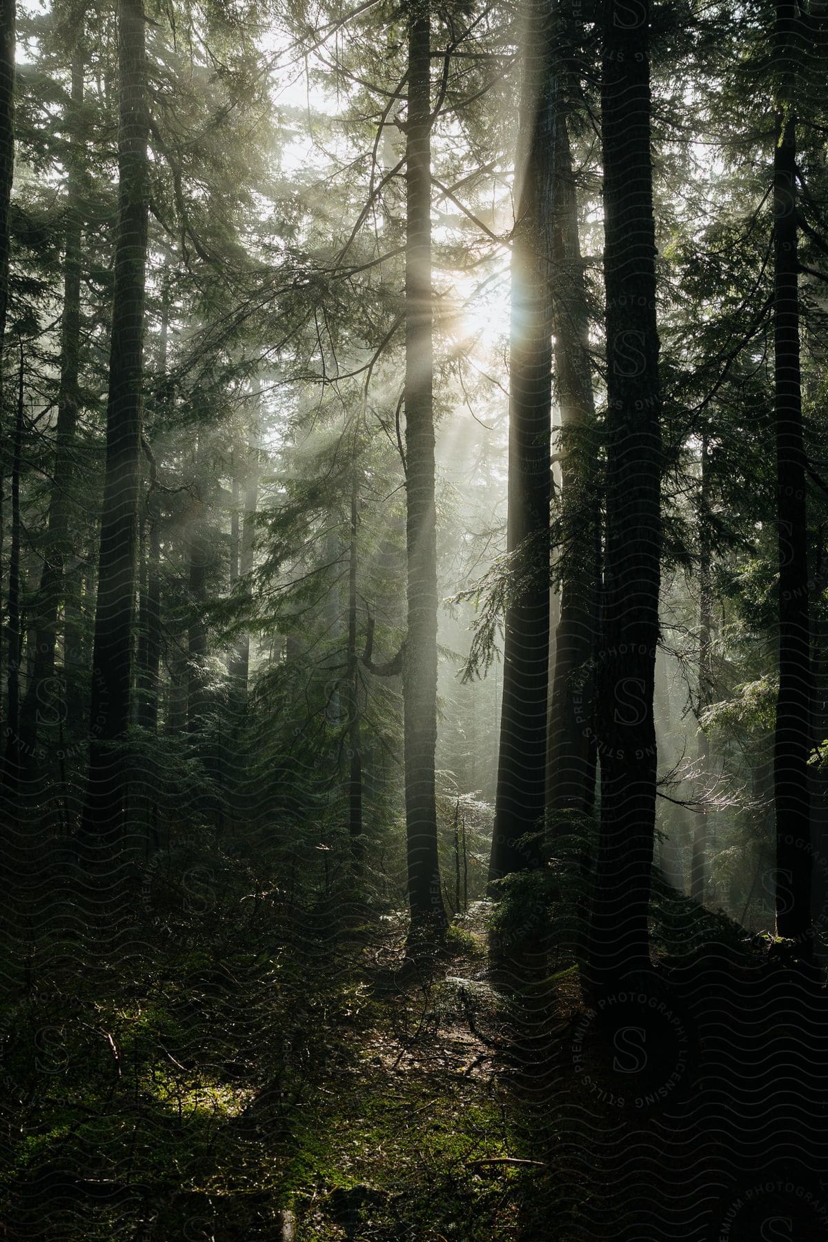 Sunlight shines through trees in a foggy forest