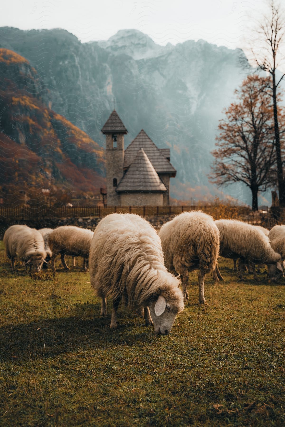 Multiple sheep are grazing on grass in a farm