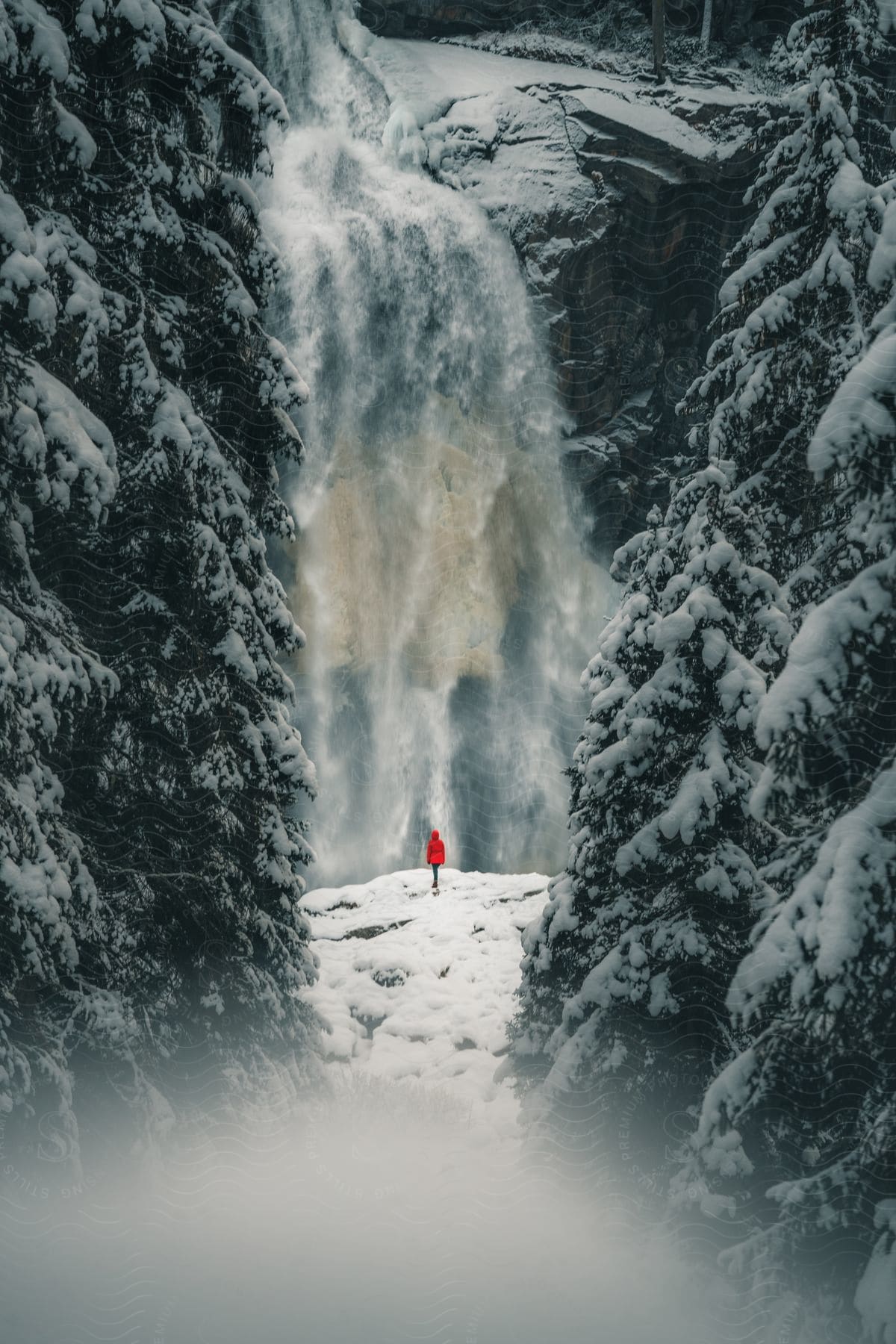 A Person Standing In A Winter Forest