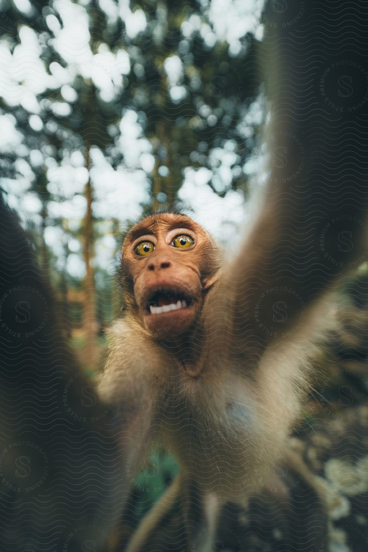 A monkey with wide eyes jumping towards the camera