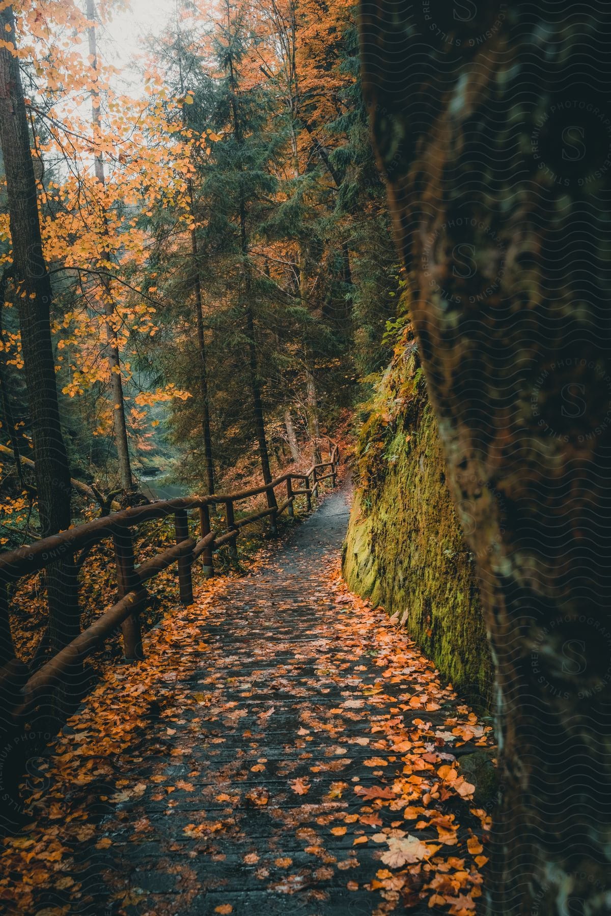 A path with a wooden fence in the middle of the forest