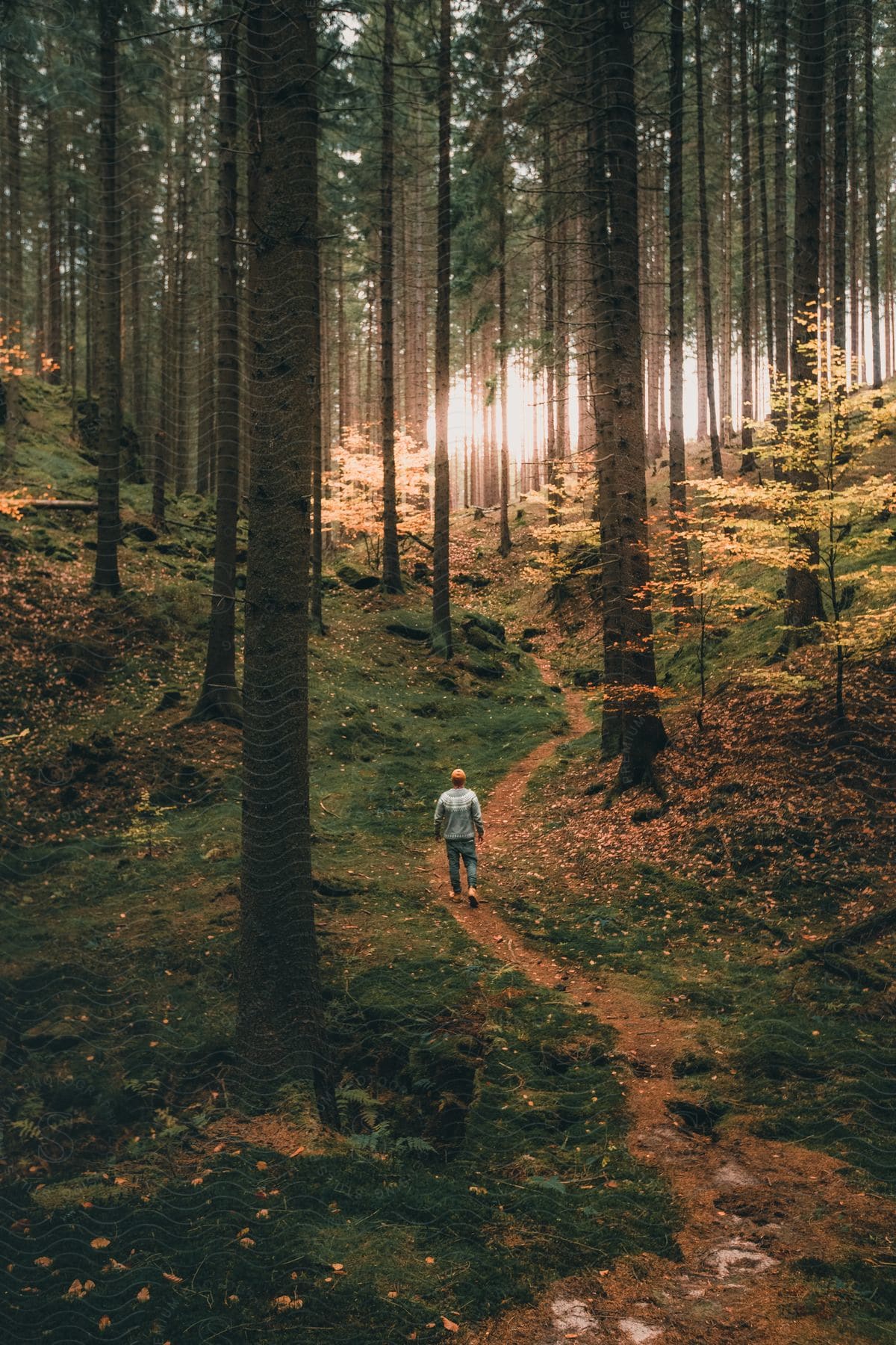 A person walking through a lush jungle