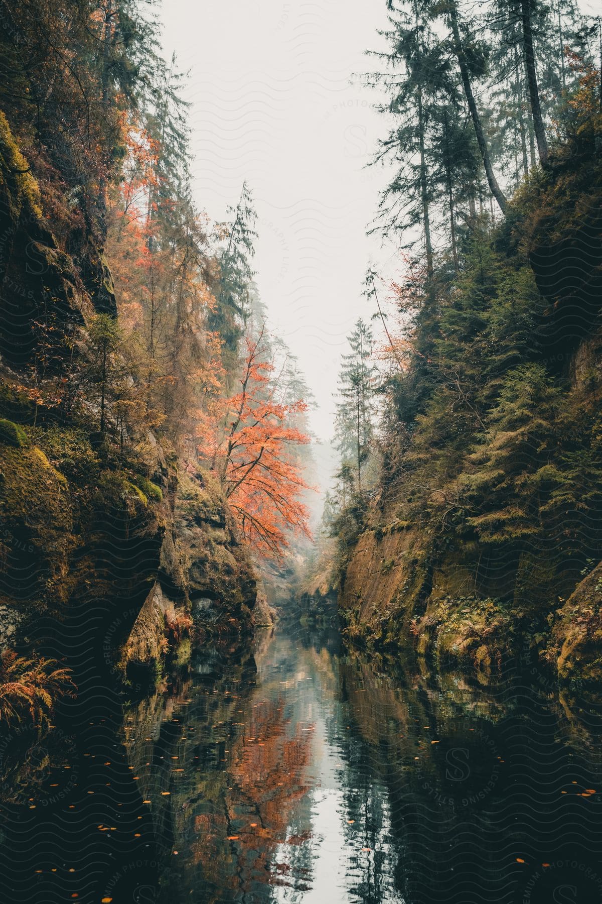 A river near a forest with trees and vegetation