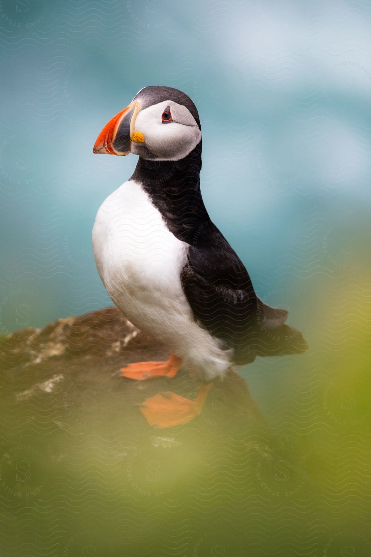 A medium shot of a puffin bird outside