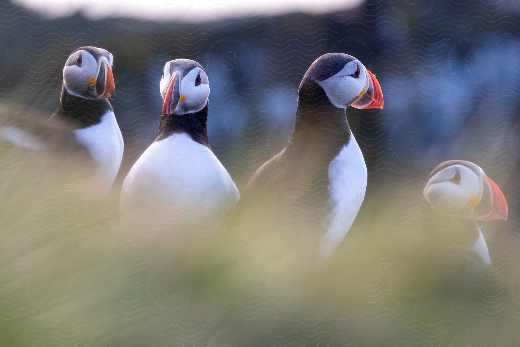 Atlantic puffins standing in the grass