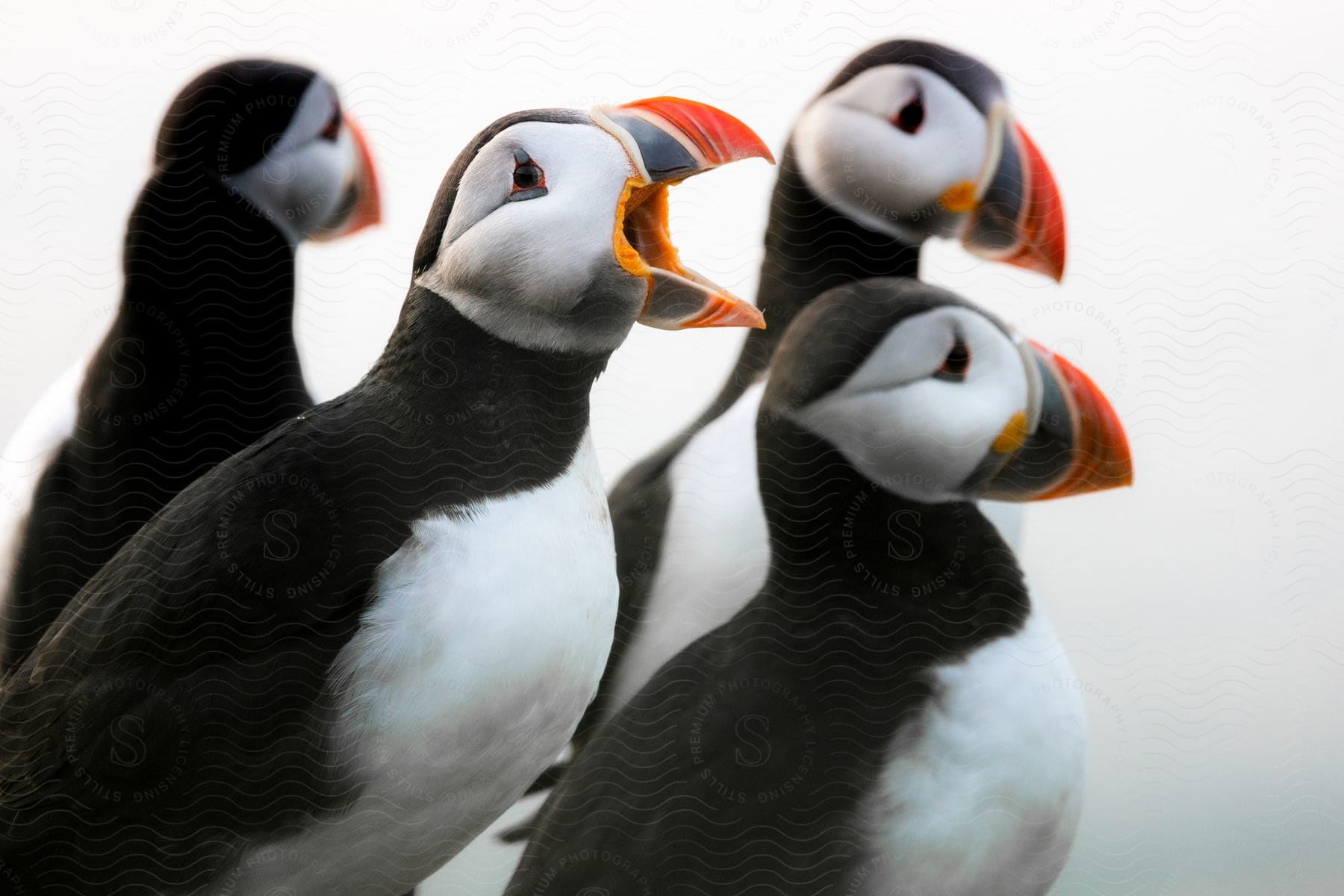 A group of birds are next to each other outdoors