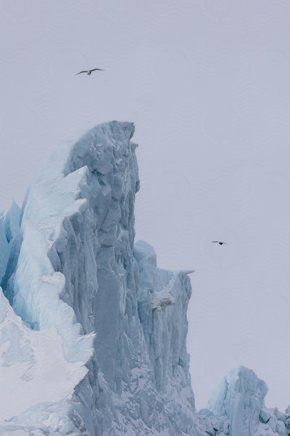 A snowy mountain in greenland with a bird flying overhead