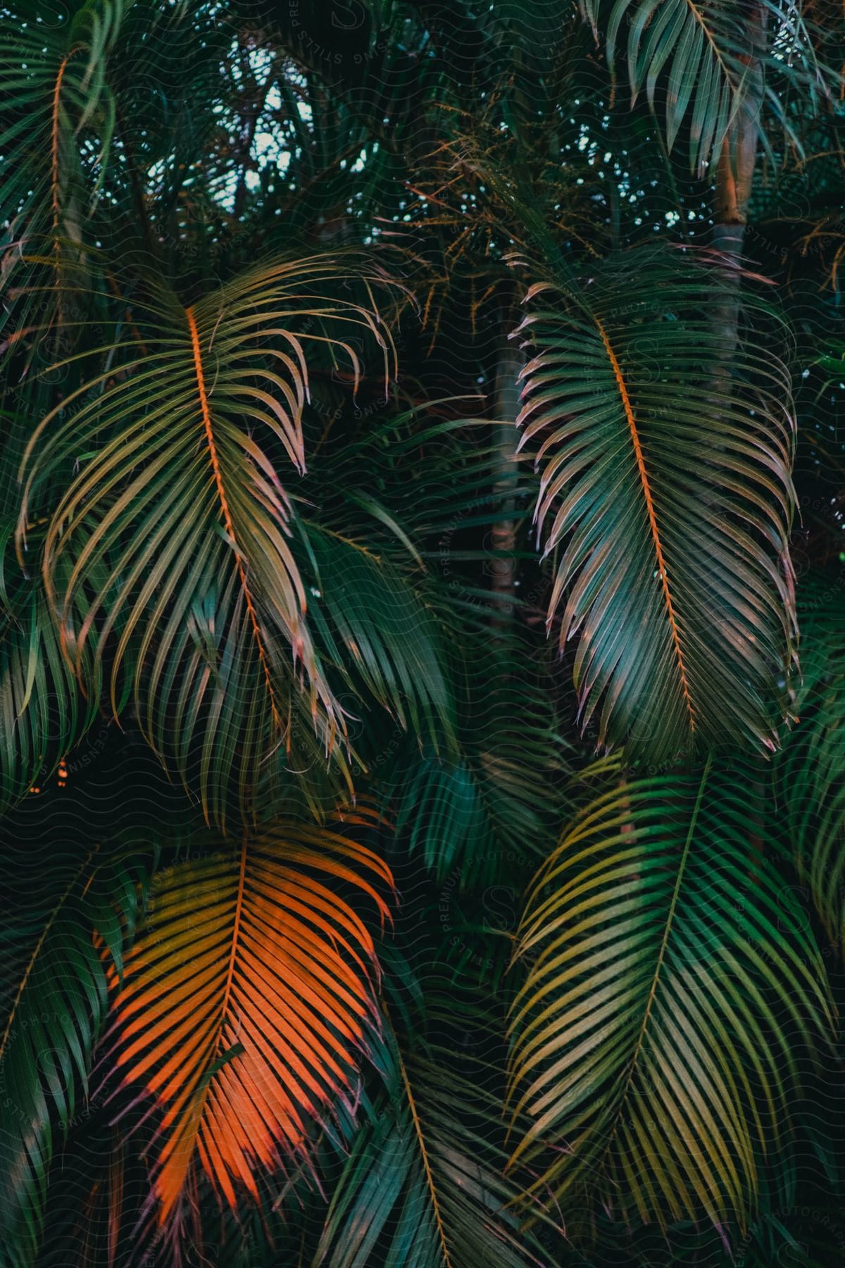 Close up of vibrant shiny palm fronds from a palm tree in the tropics