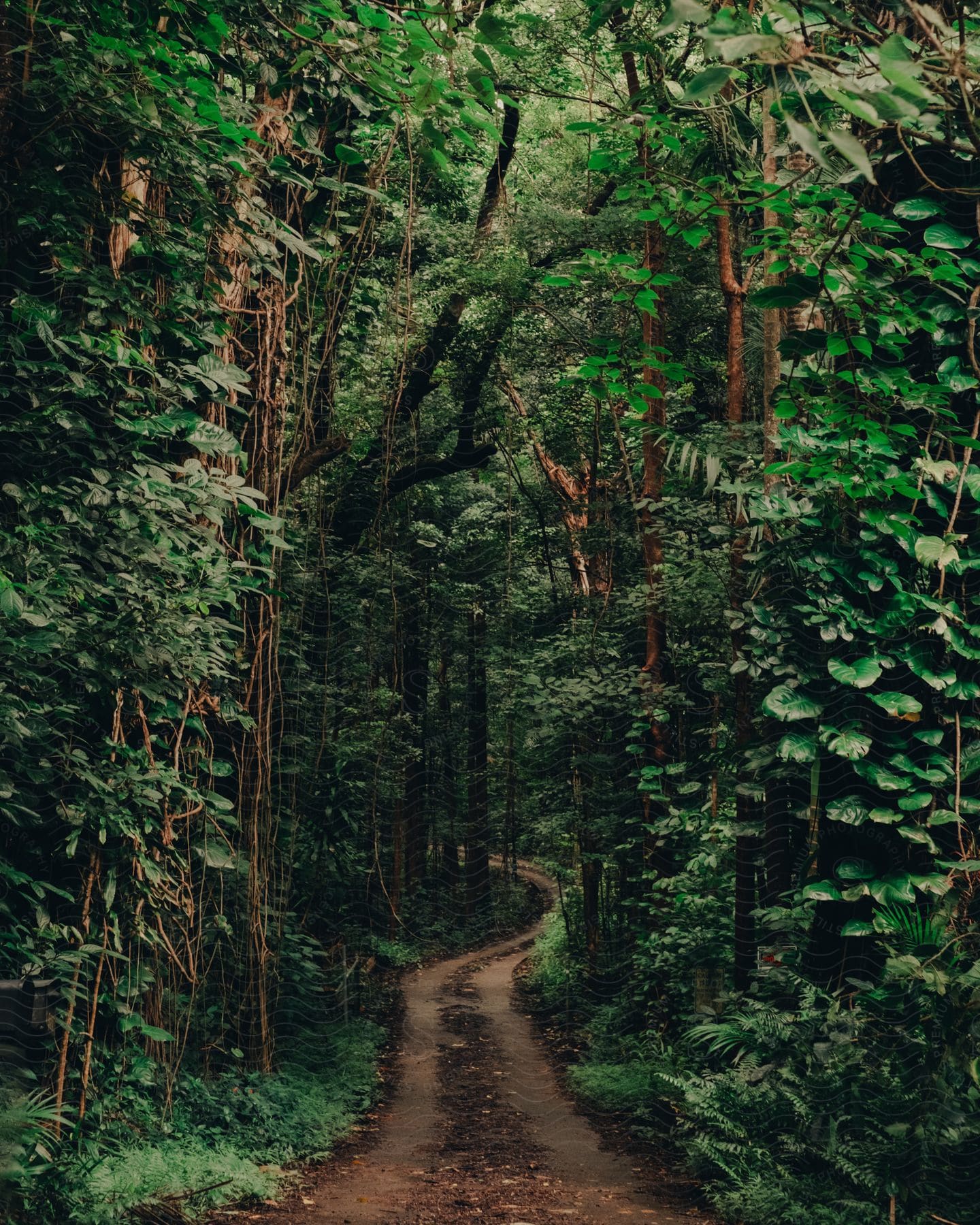 A dense forest with tall trees vines and a dirt road winding through
