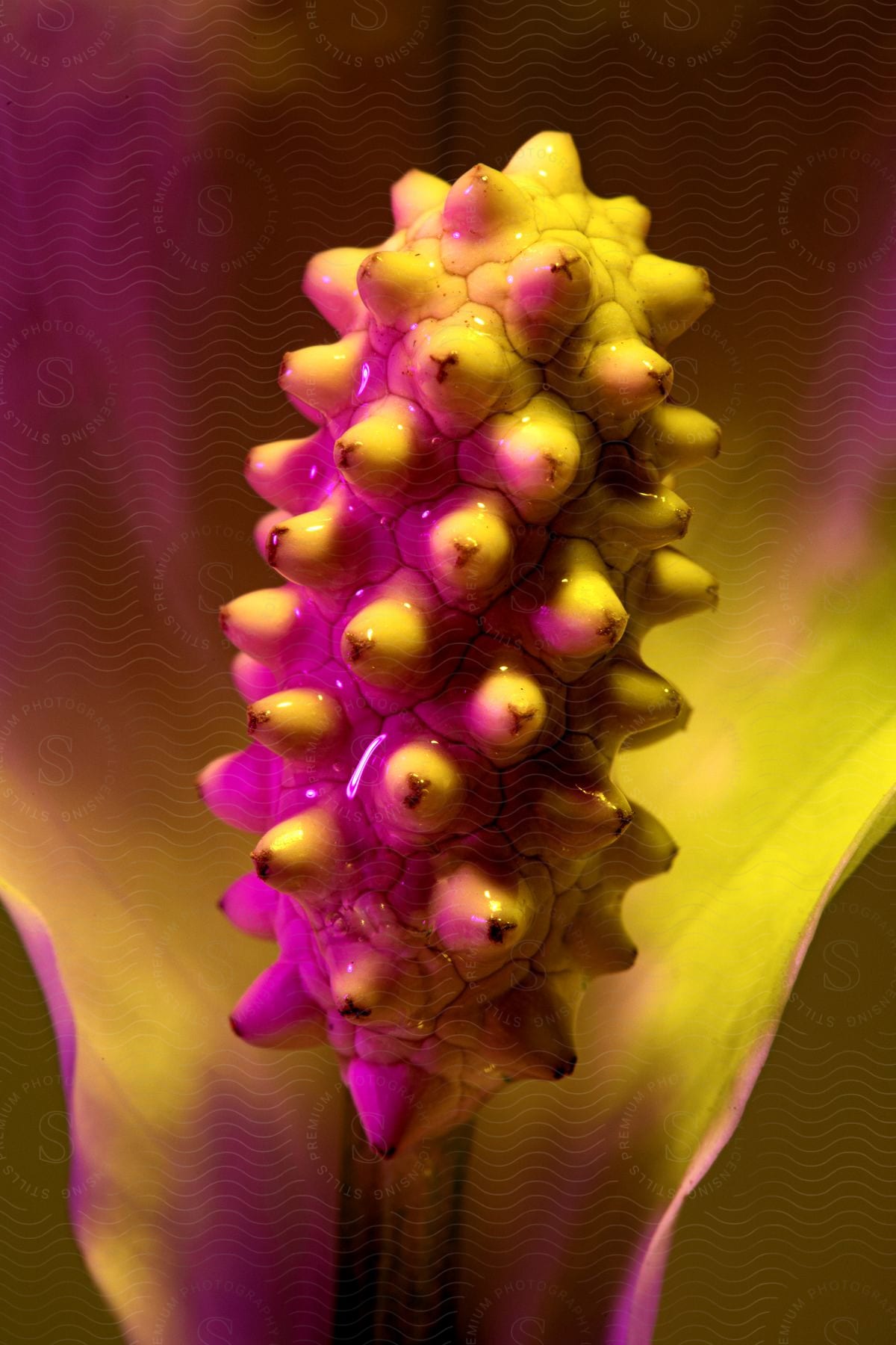 An extreme close up of a yellow and pink flower middle with a yellow and pink petal surrounding it