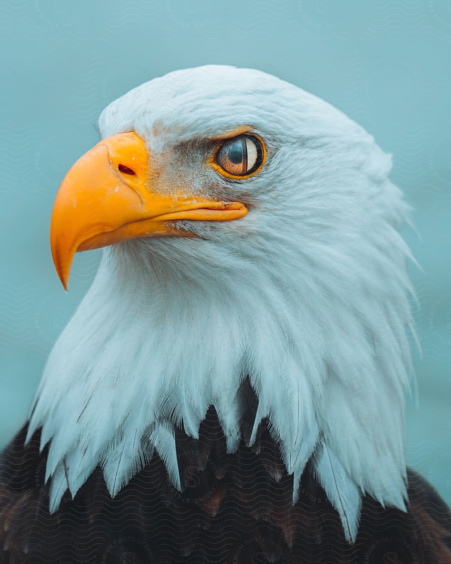 A determined bald eagle with a sharp beak