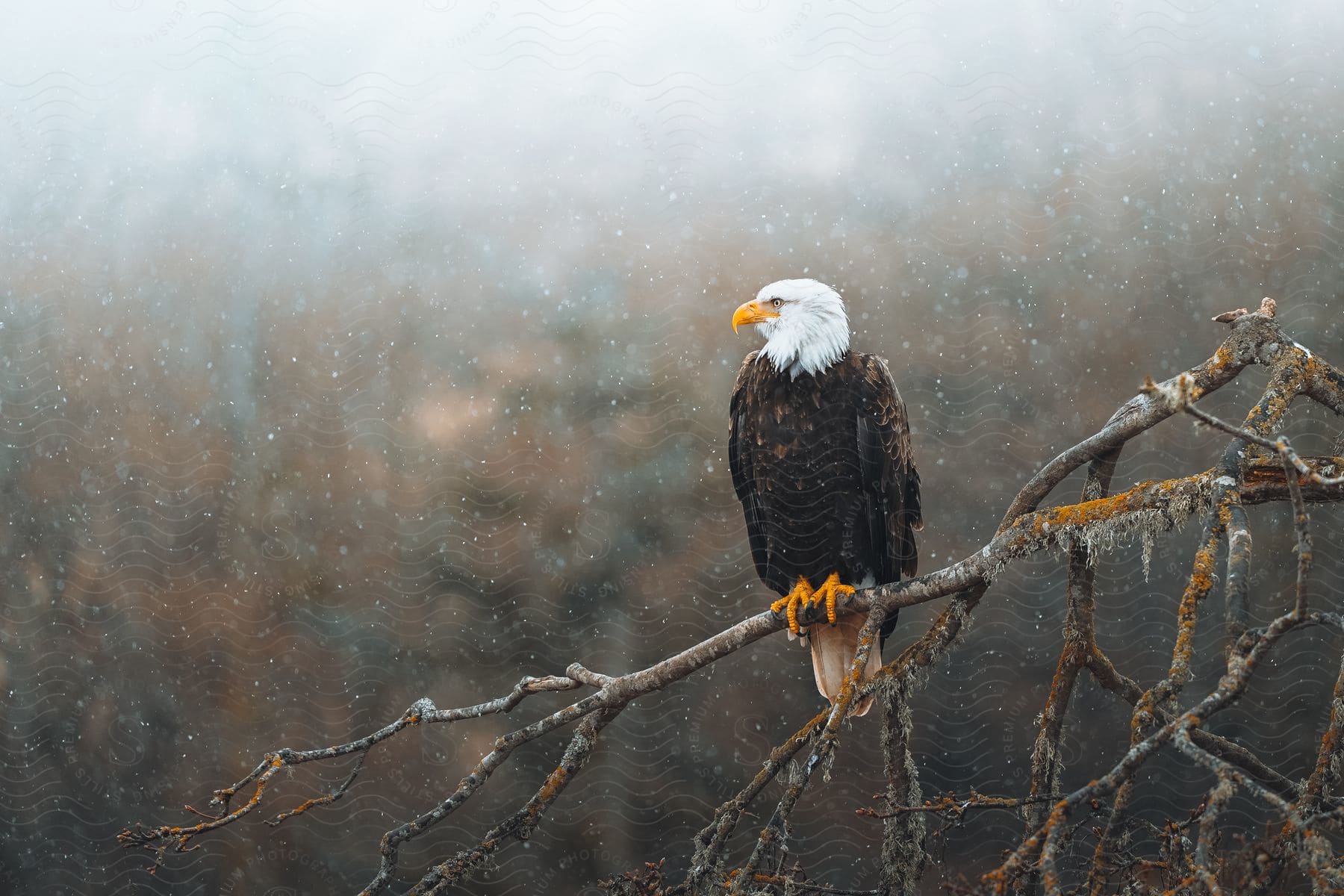 Stock photo of a bird perched on a dry tree looking to the left